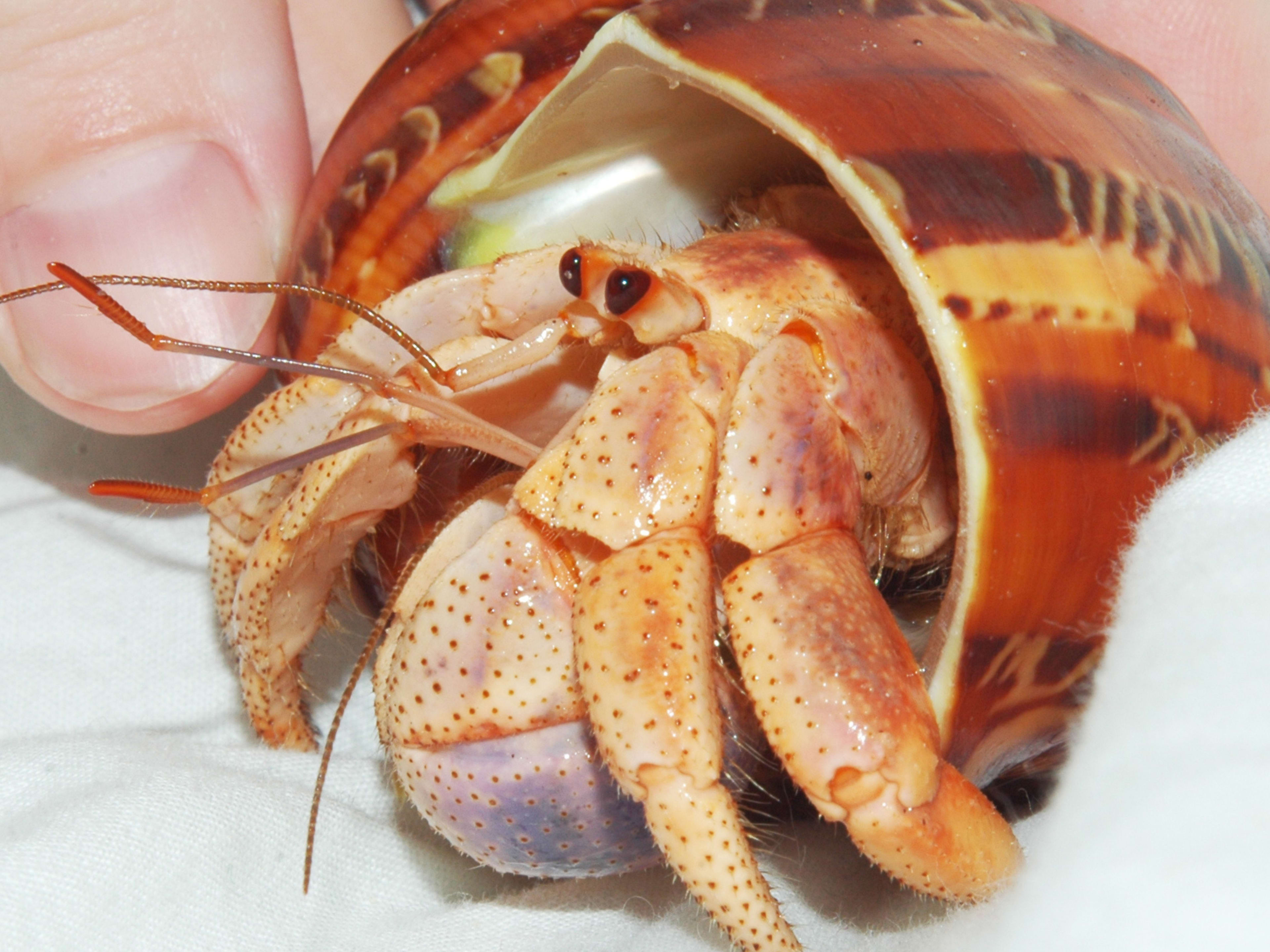 How to Care for a Molting Hermit Crab