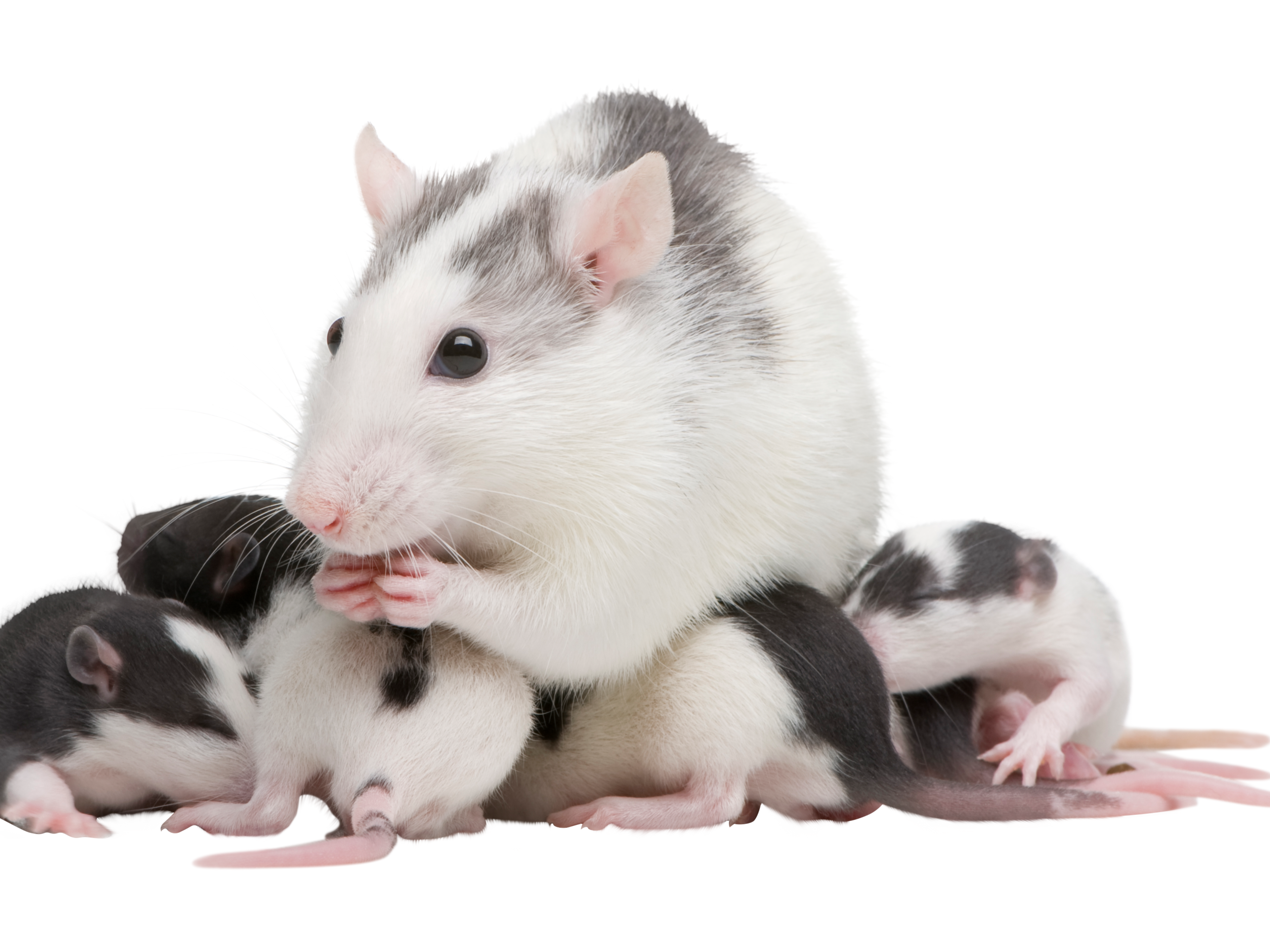 pet rat