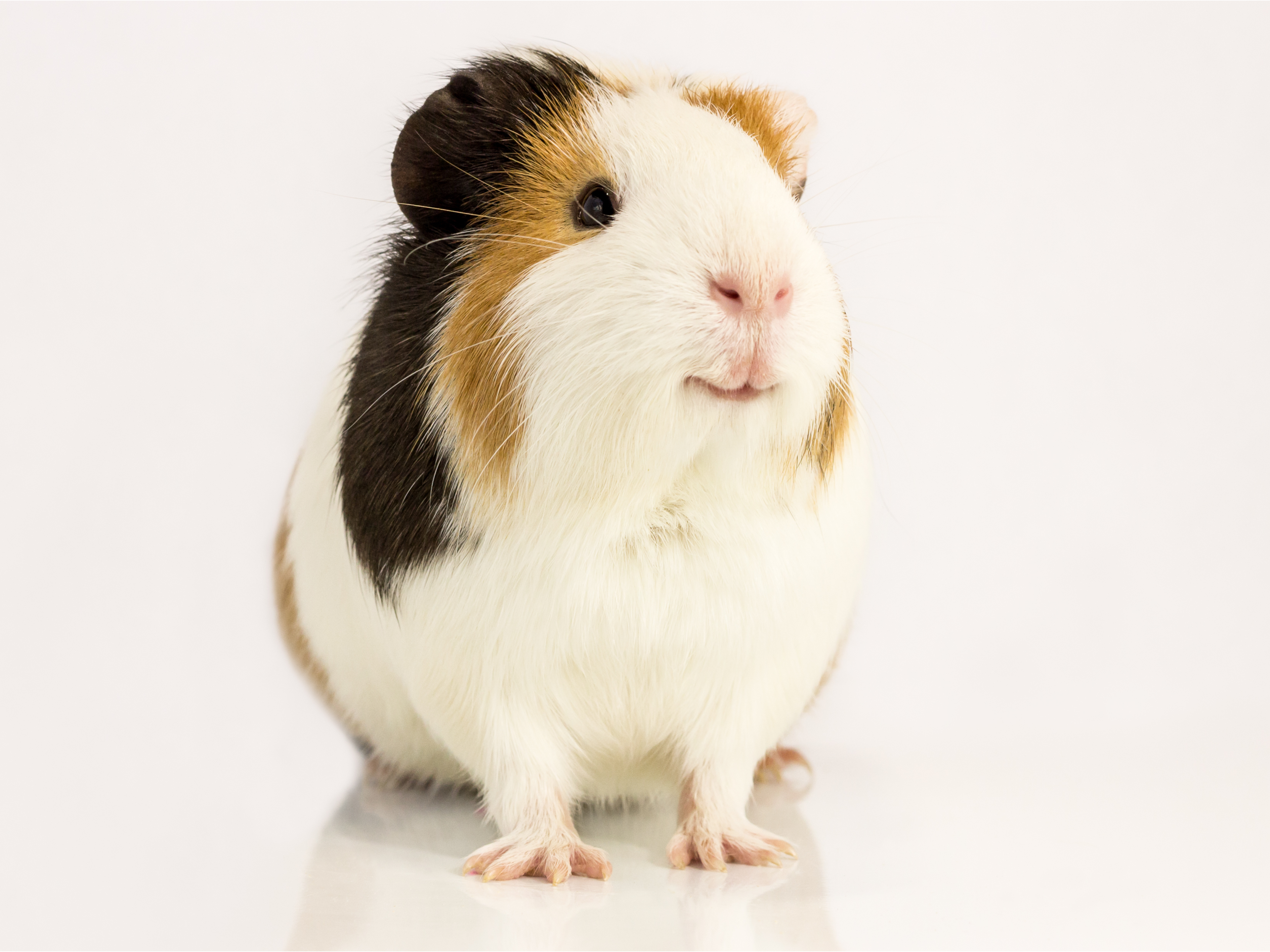 how often do i feed my guinea pig