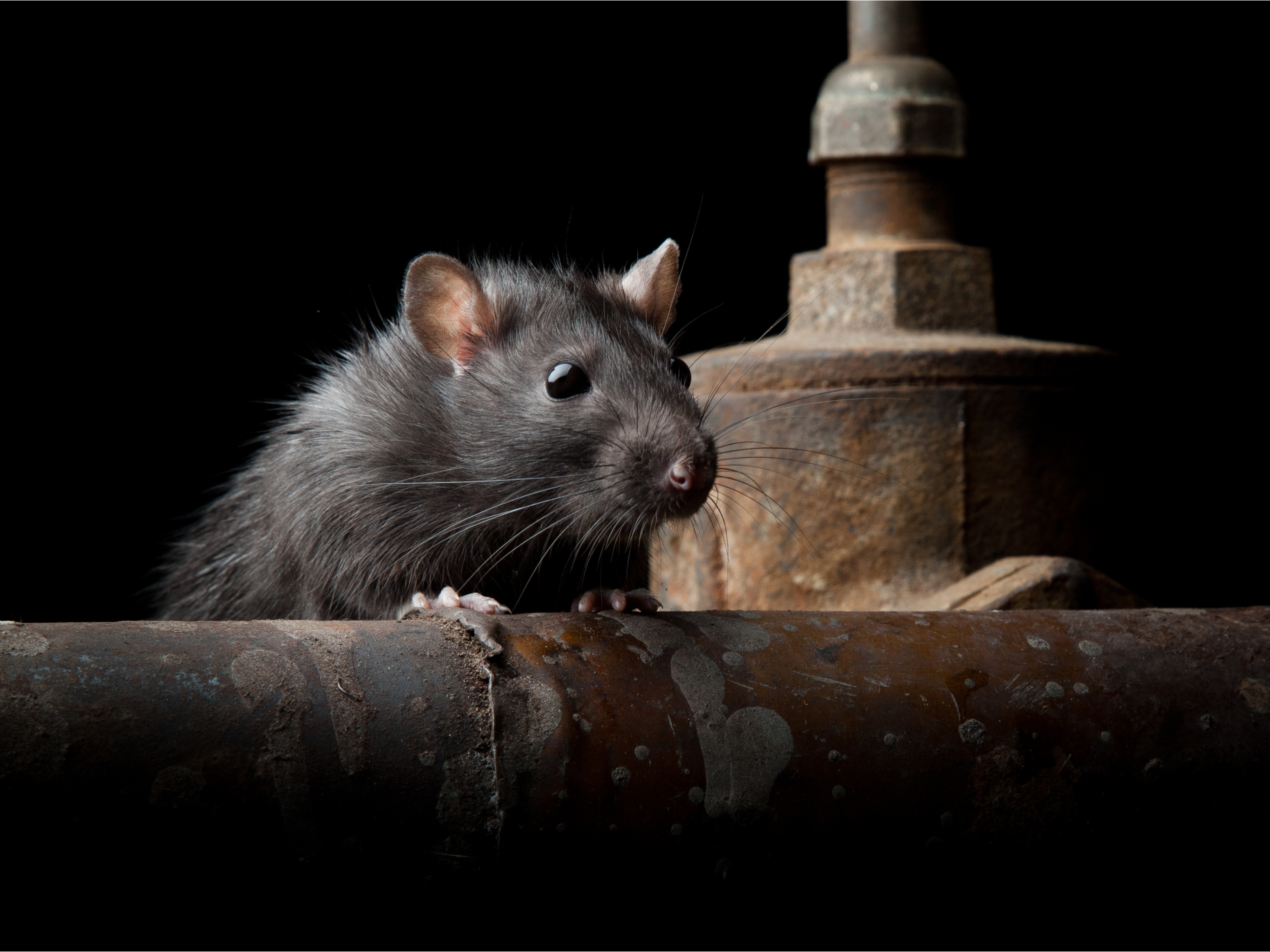 RATS INDIAN BLANKET:BLACK×GREEN×BROWN Rats10-Oliver-scaled.jpg
