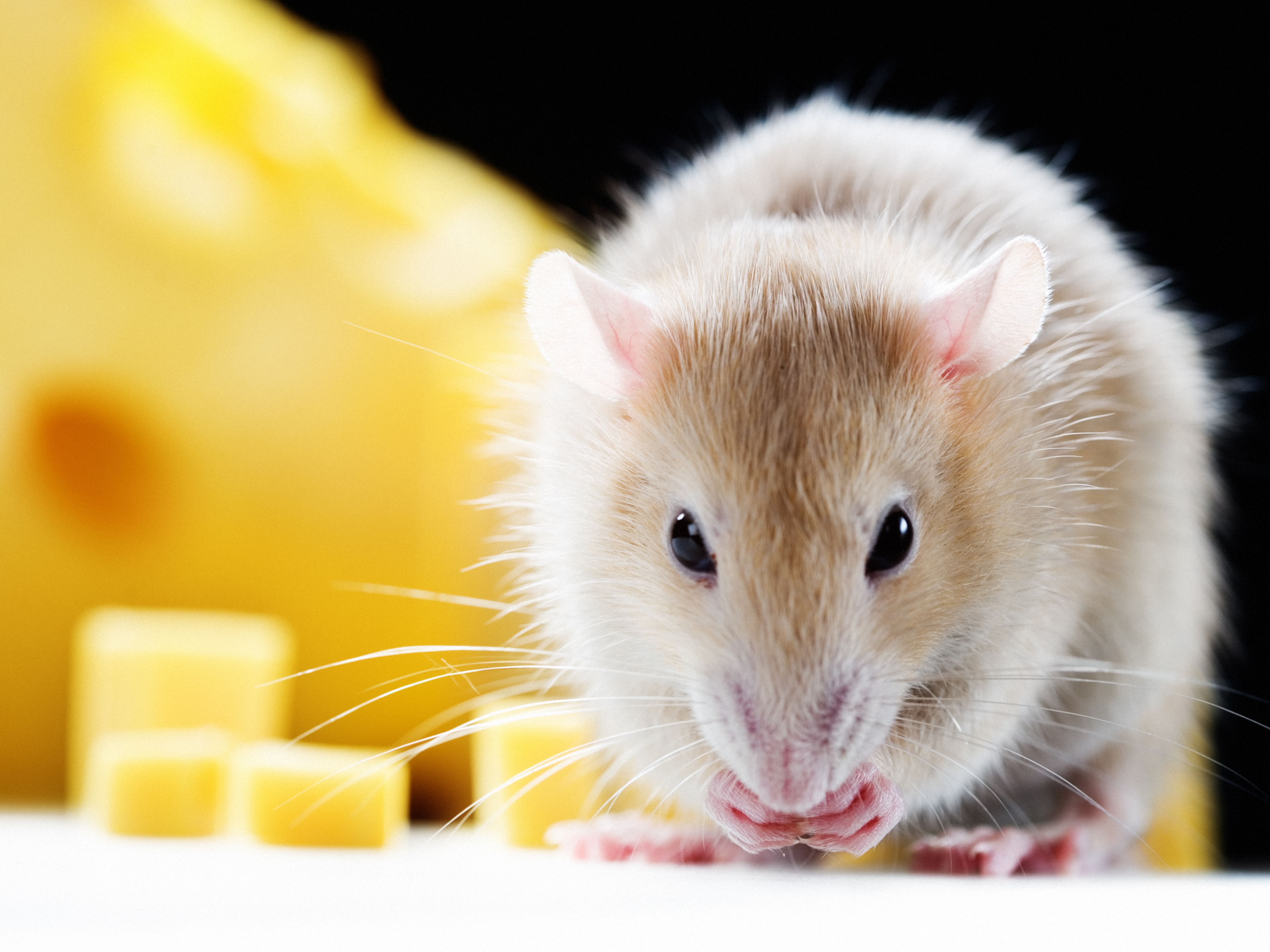 do rats eat baby kittens