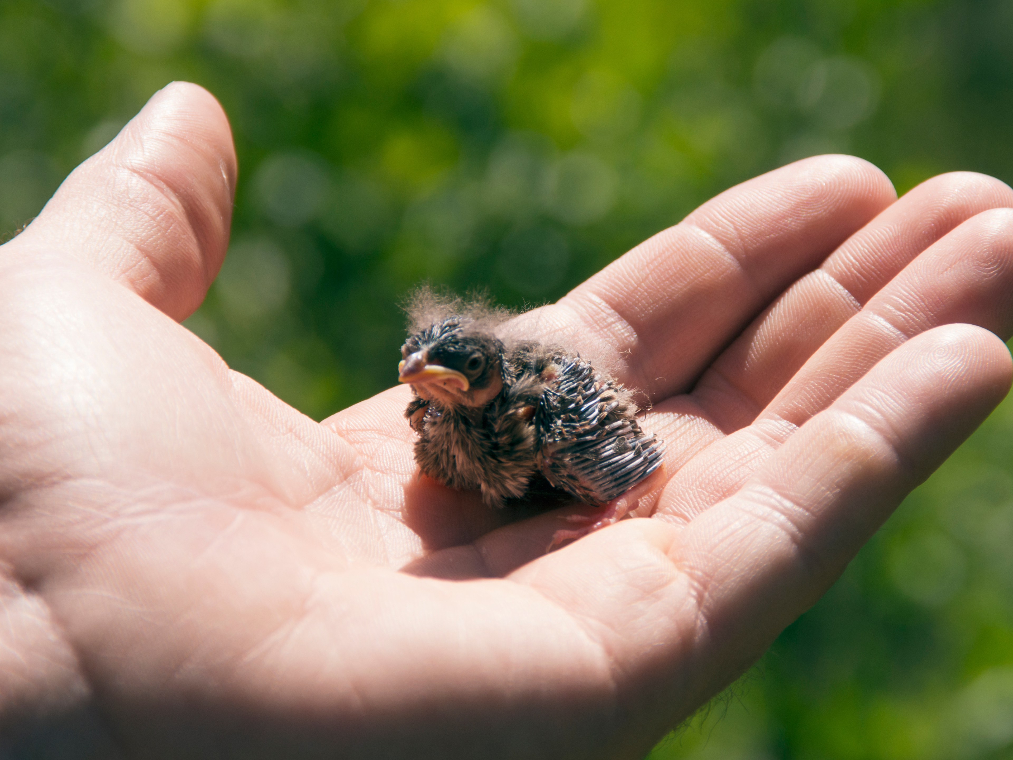 What to Feed Wild Baby Birds: Essential Nutritional Tips