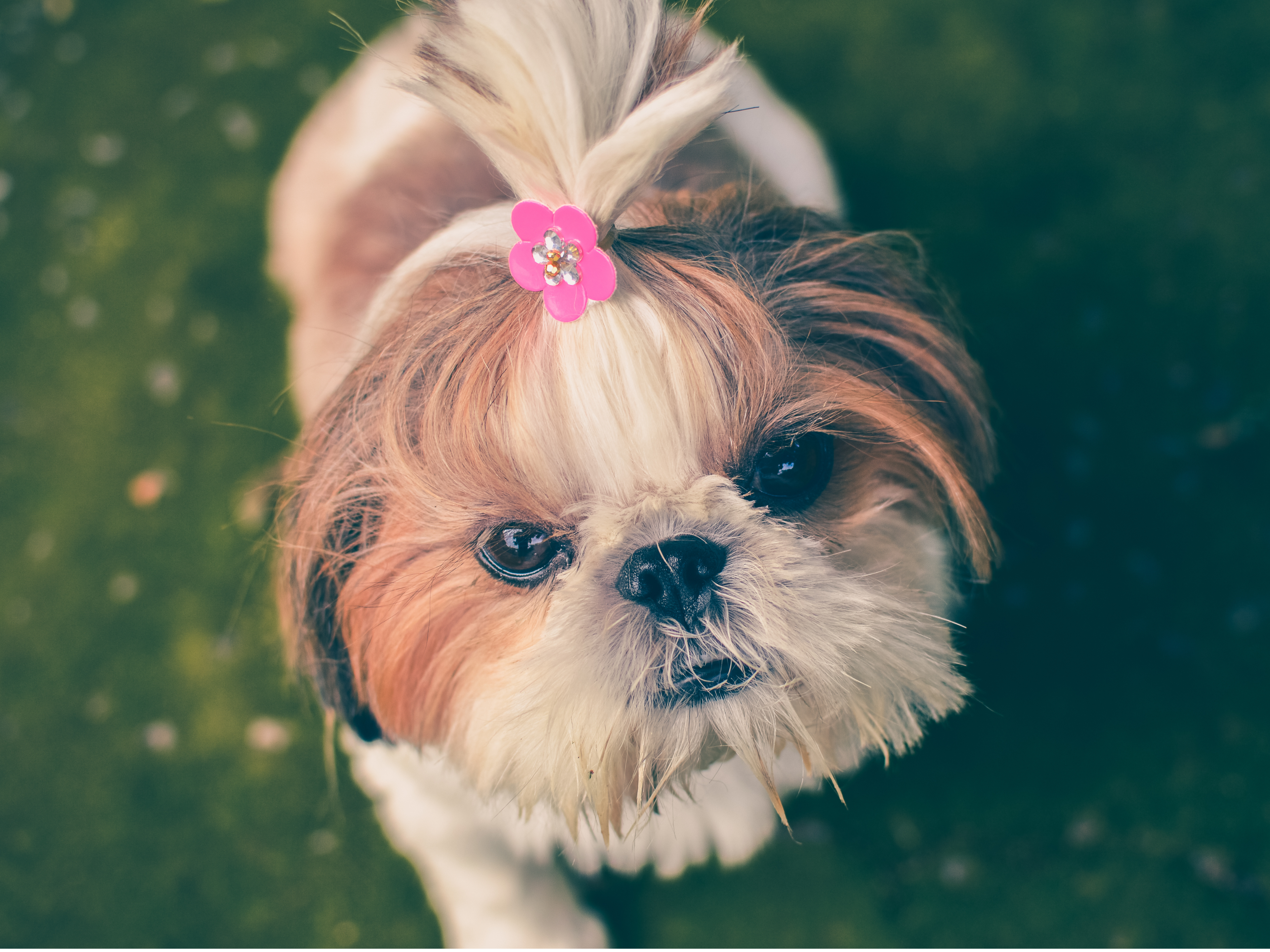 How to groom a shih tzu discount