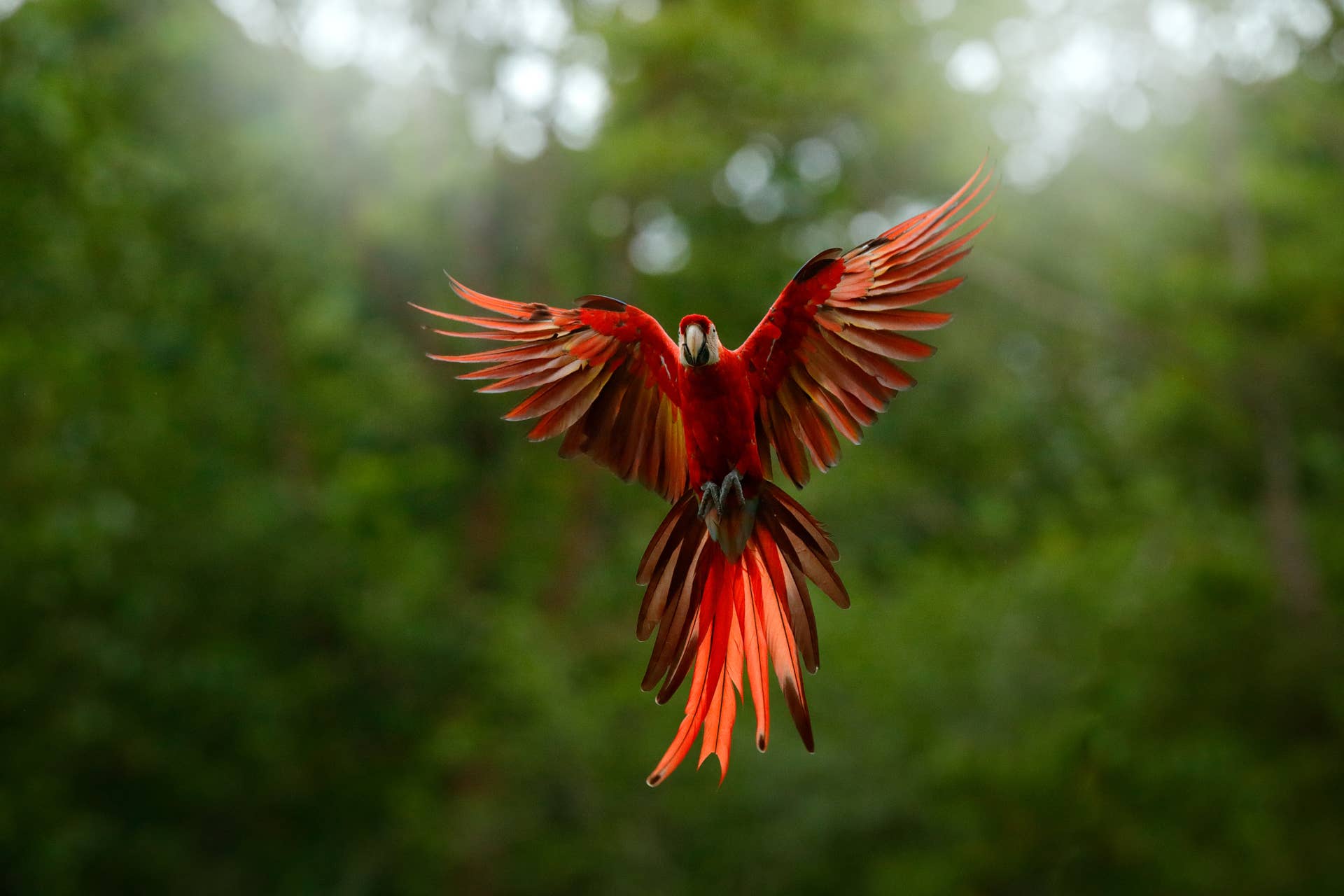 Curated visual reference: Visual Reference: Macaw
