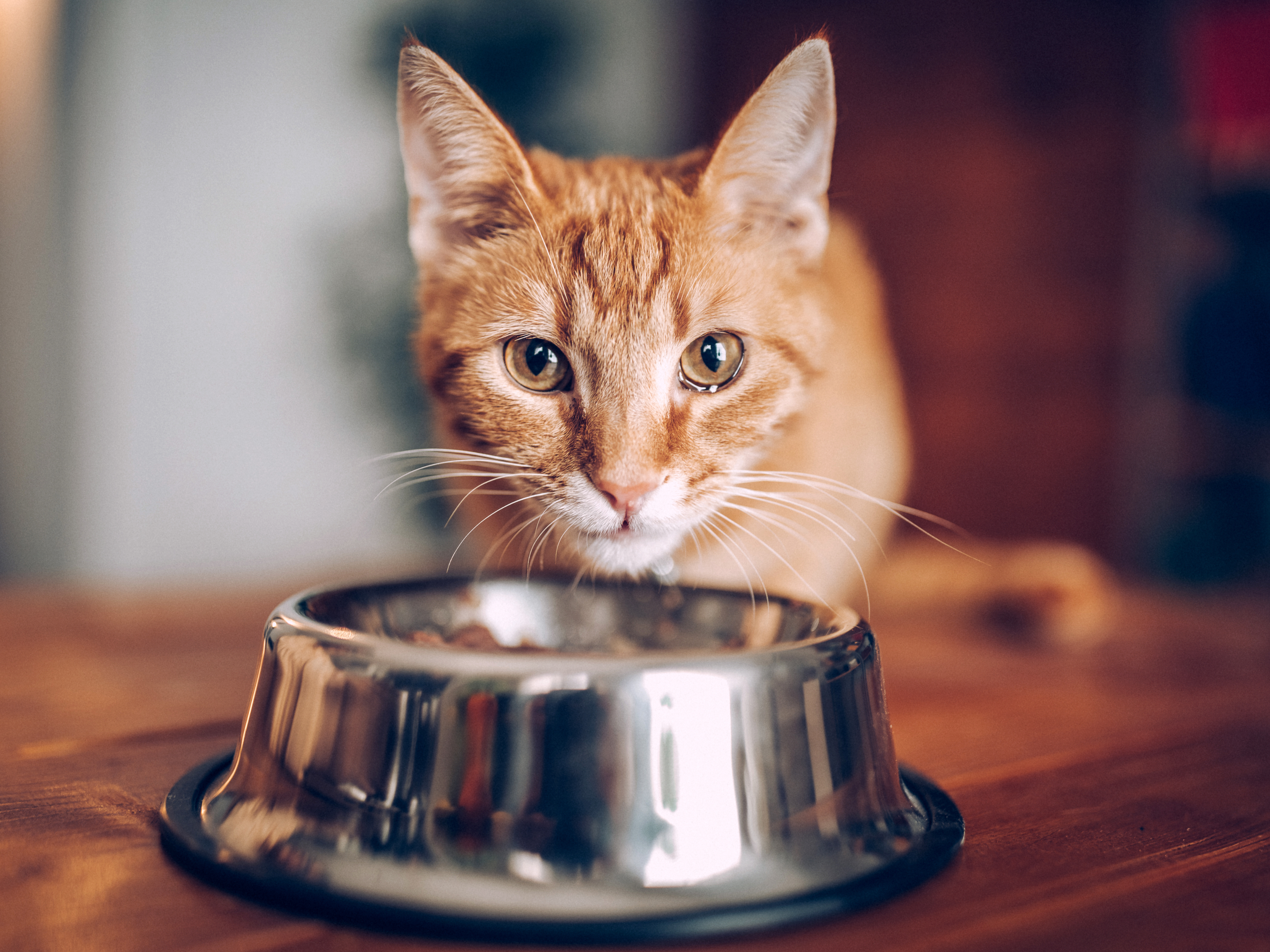 Vet-Approved Homemade Cat Food Recipe (Easy, Healthy, and Cheap)
