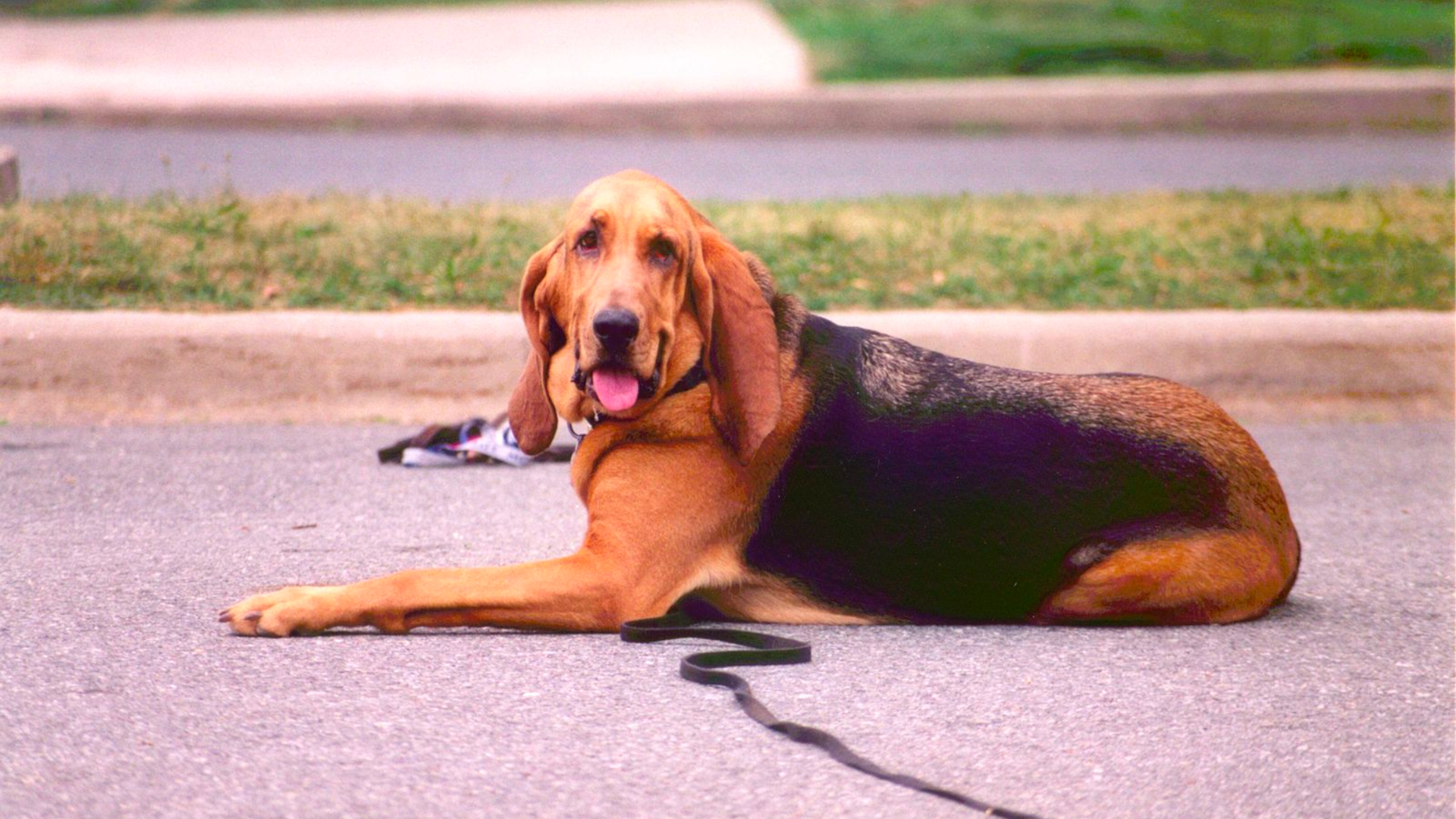 The Bloodhound The Perfect Companion for Outdoor Adventures and Active Lifestyles PetHelpful