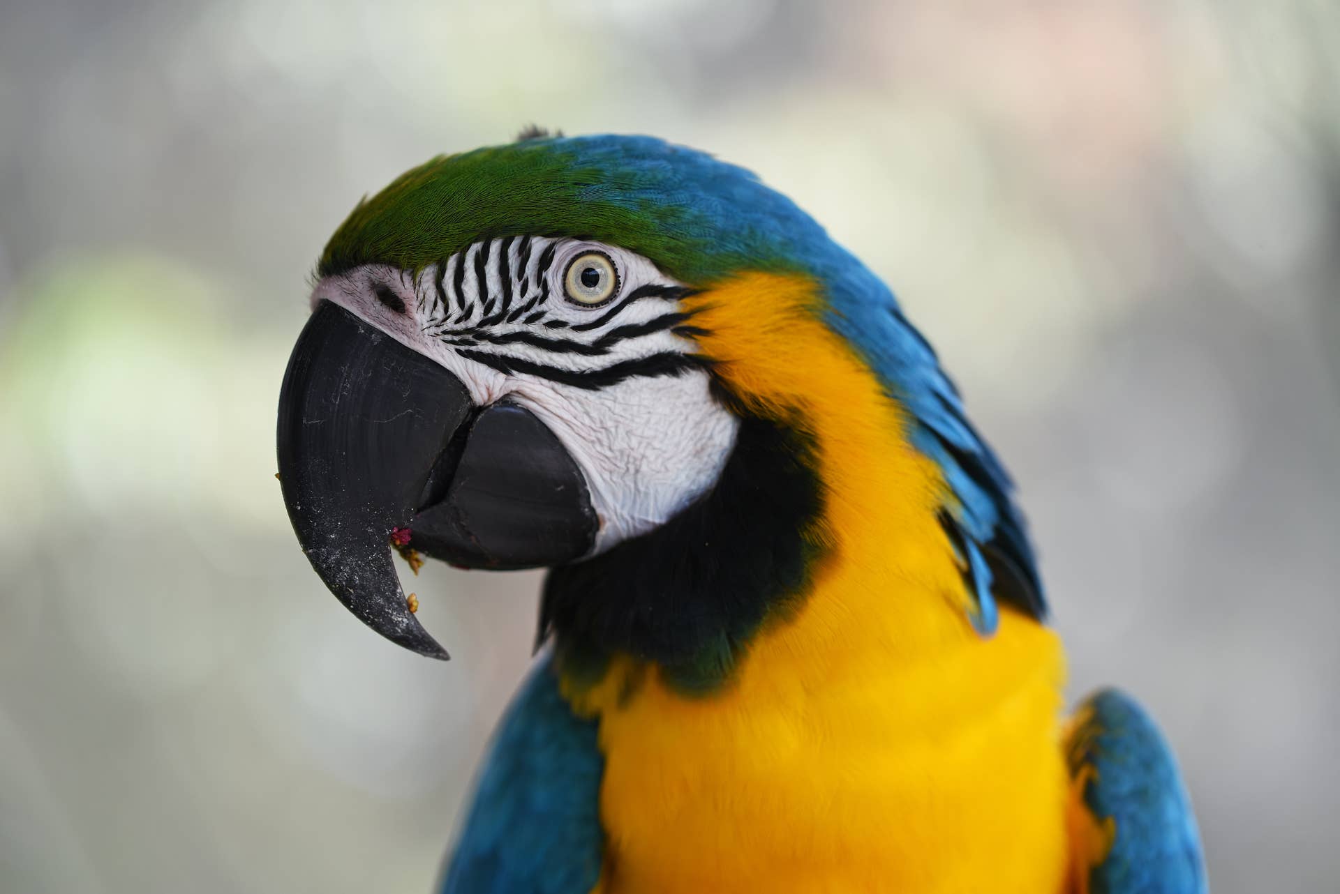 Trust Built Among Macaw Owners Transmitter preview