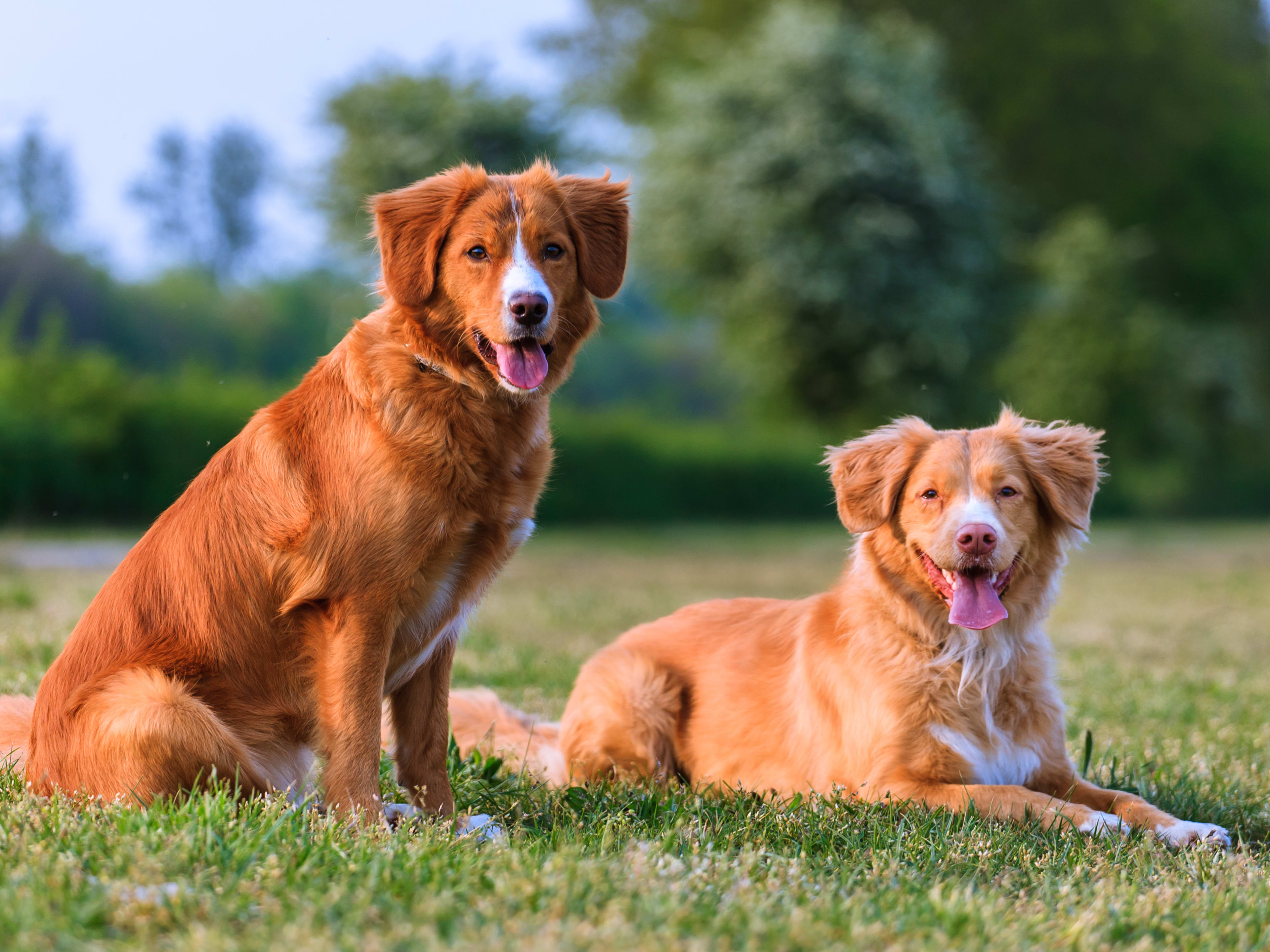 Explore the World of Nova Scotia Duck Tolling Retrievers A Comprehensive Guide