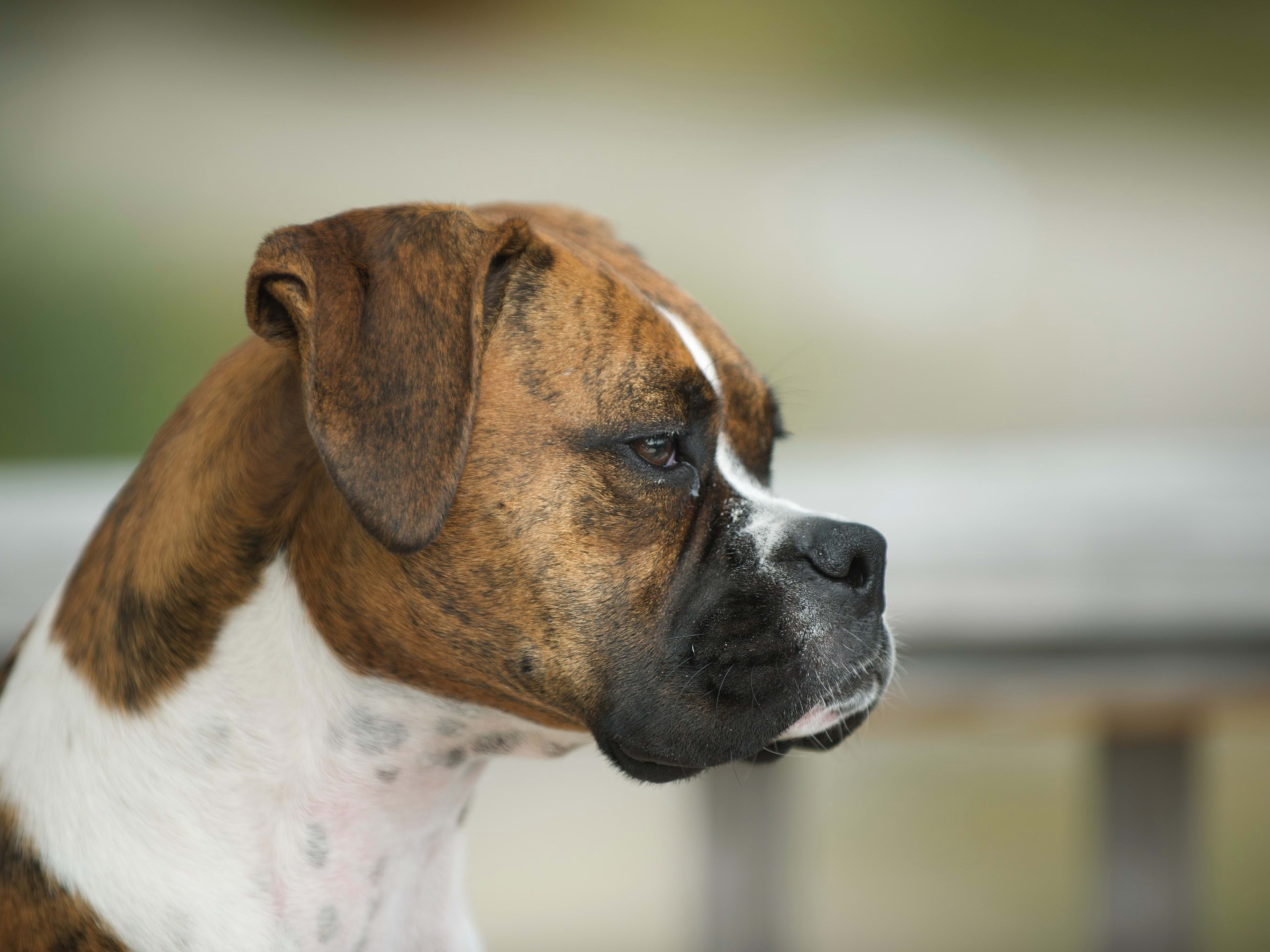 45 Badass Boxer Dog Names From Bounty to Tyson