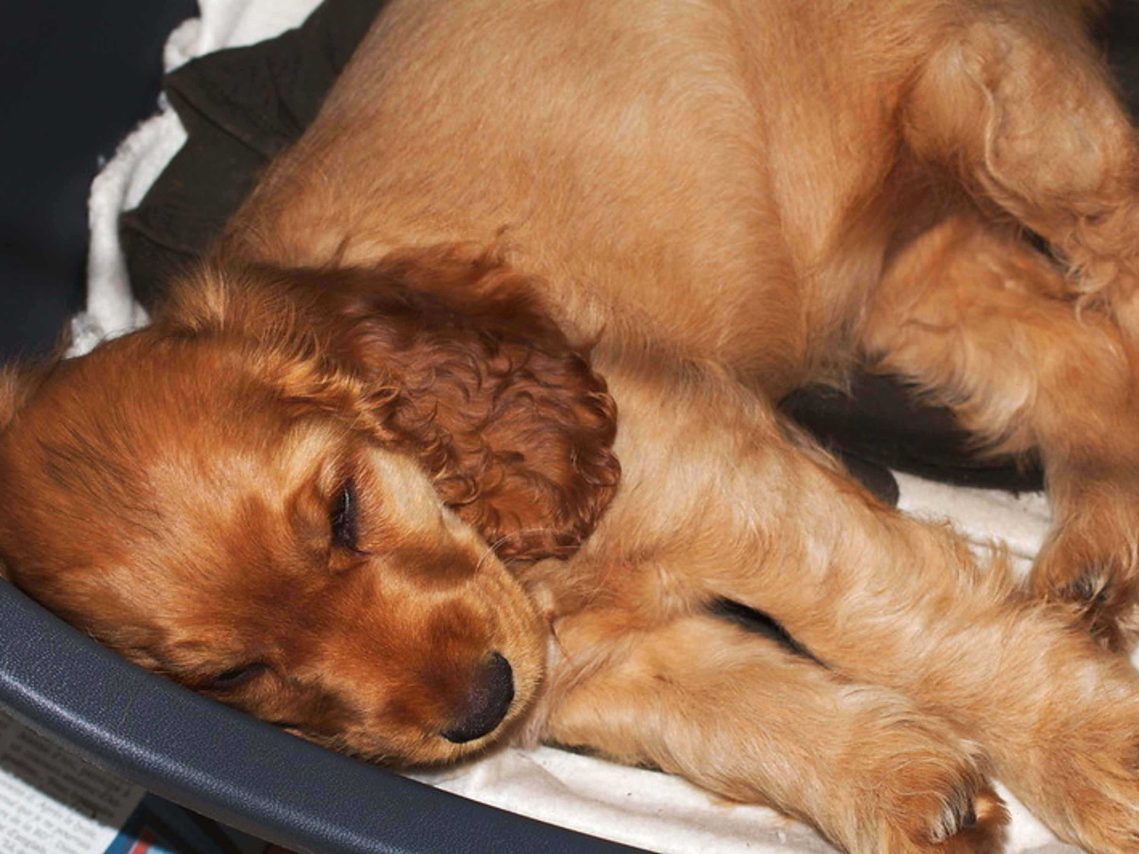 New research points out that Cocker Spaniels should not be spayed until 2 years old because of cancer risks.