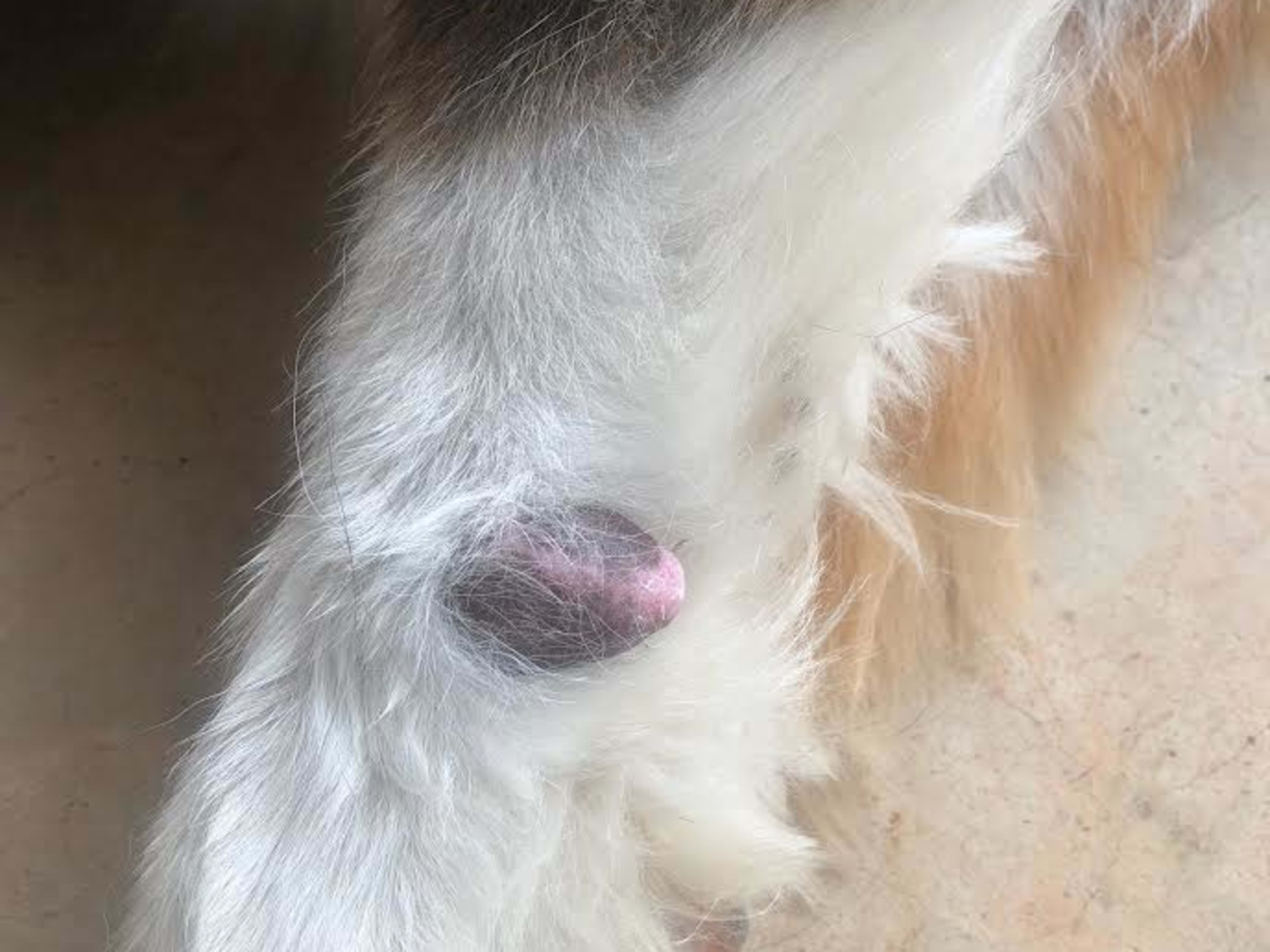 Dog tumor on leg hotsell