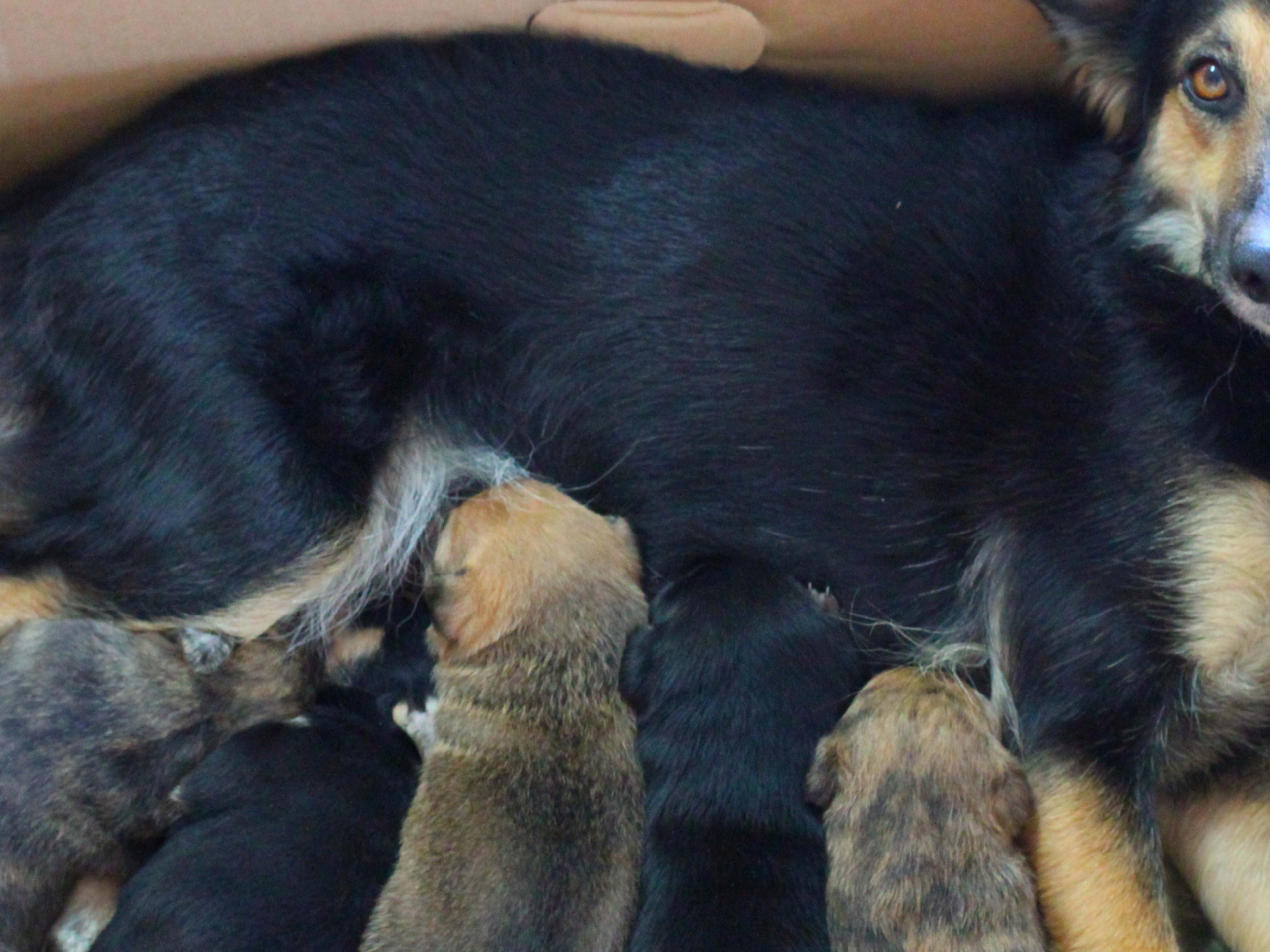 Shop when do puppies have their first heat Shop