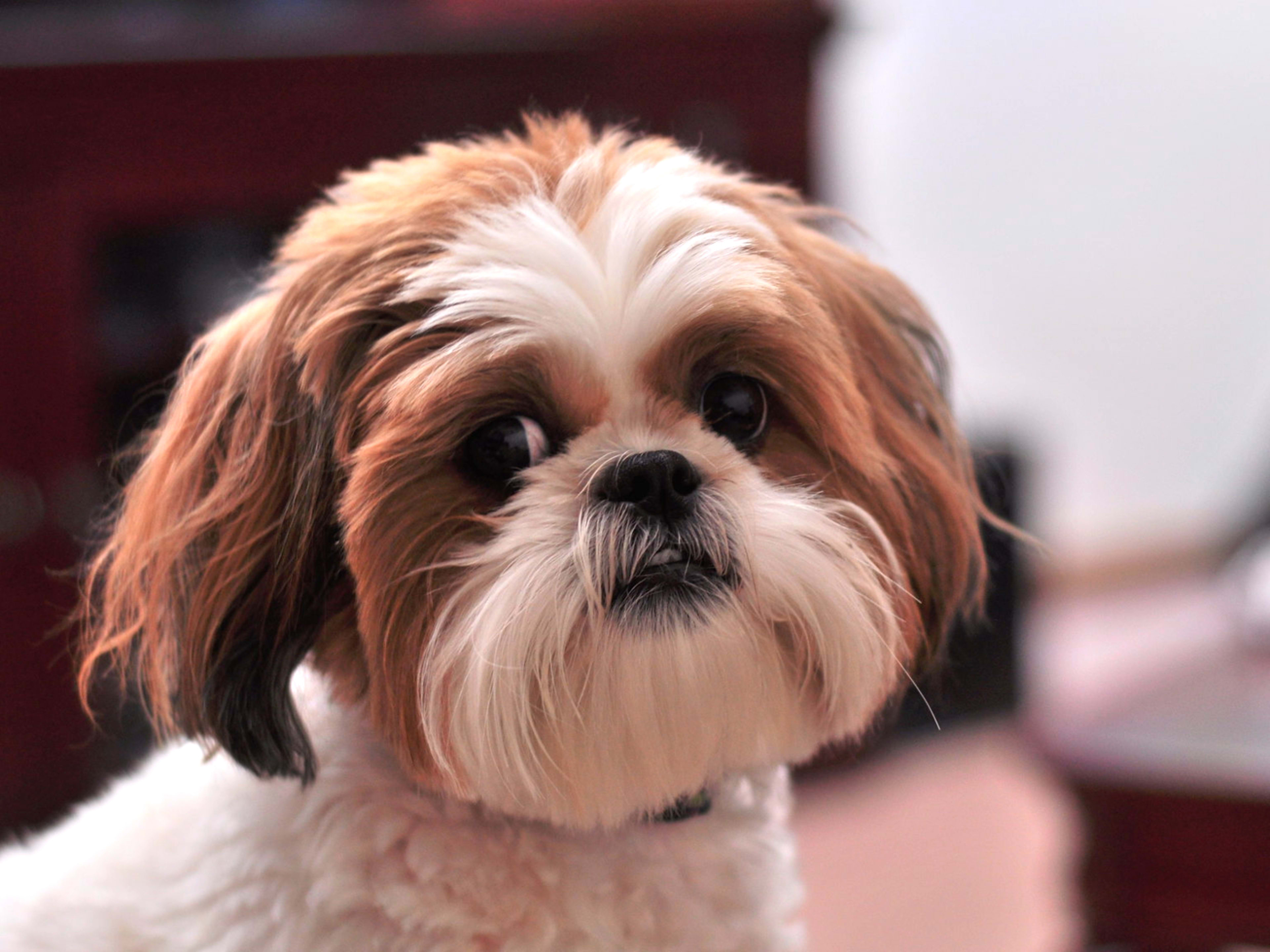 benadryl dose for small dogs