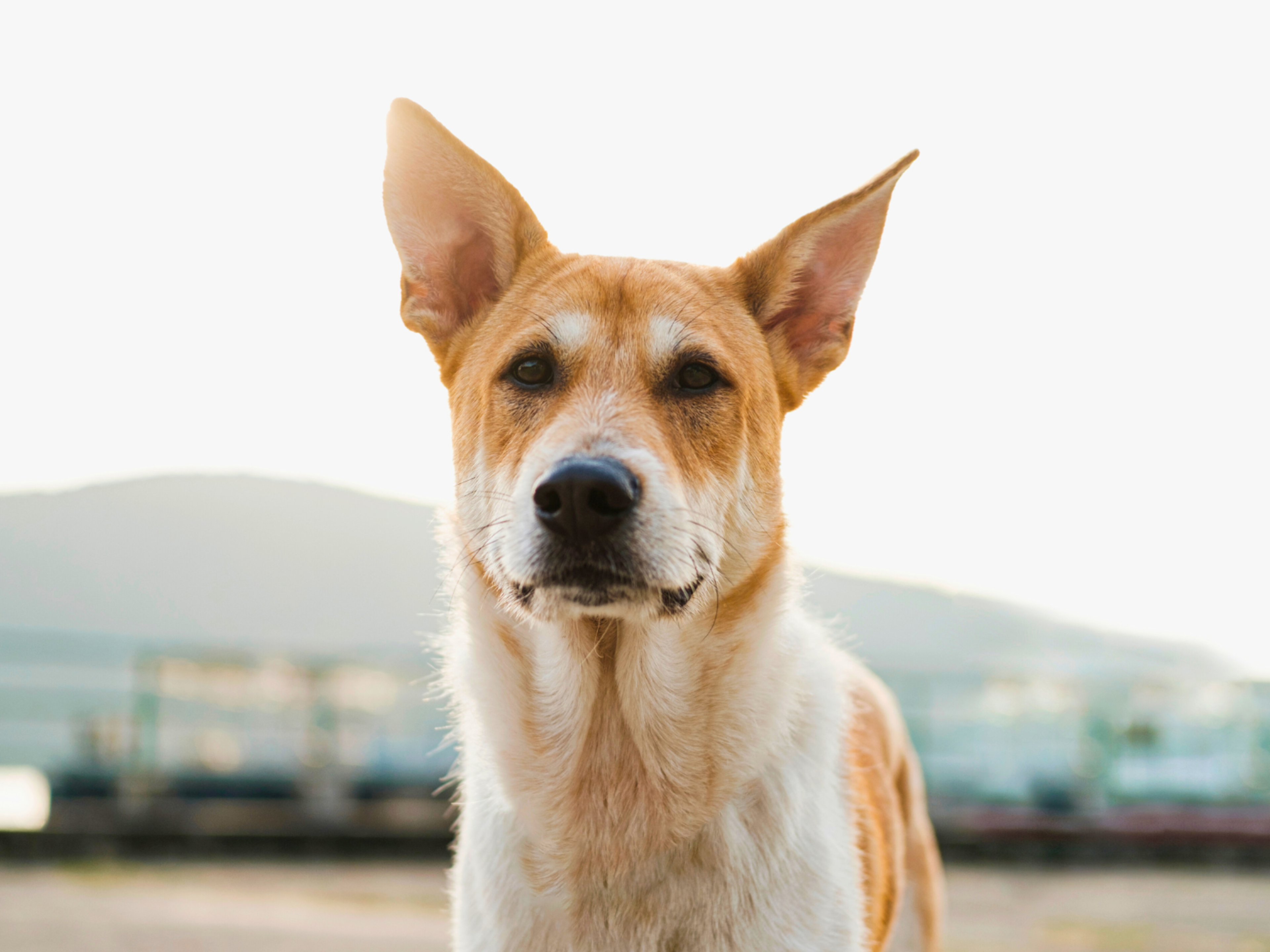 id my dog