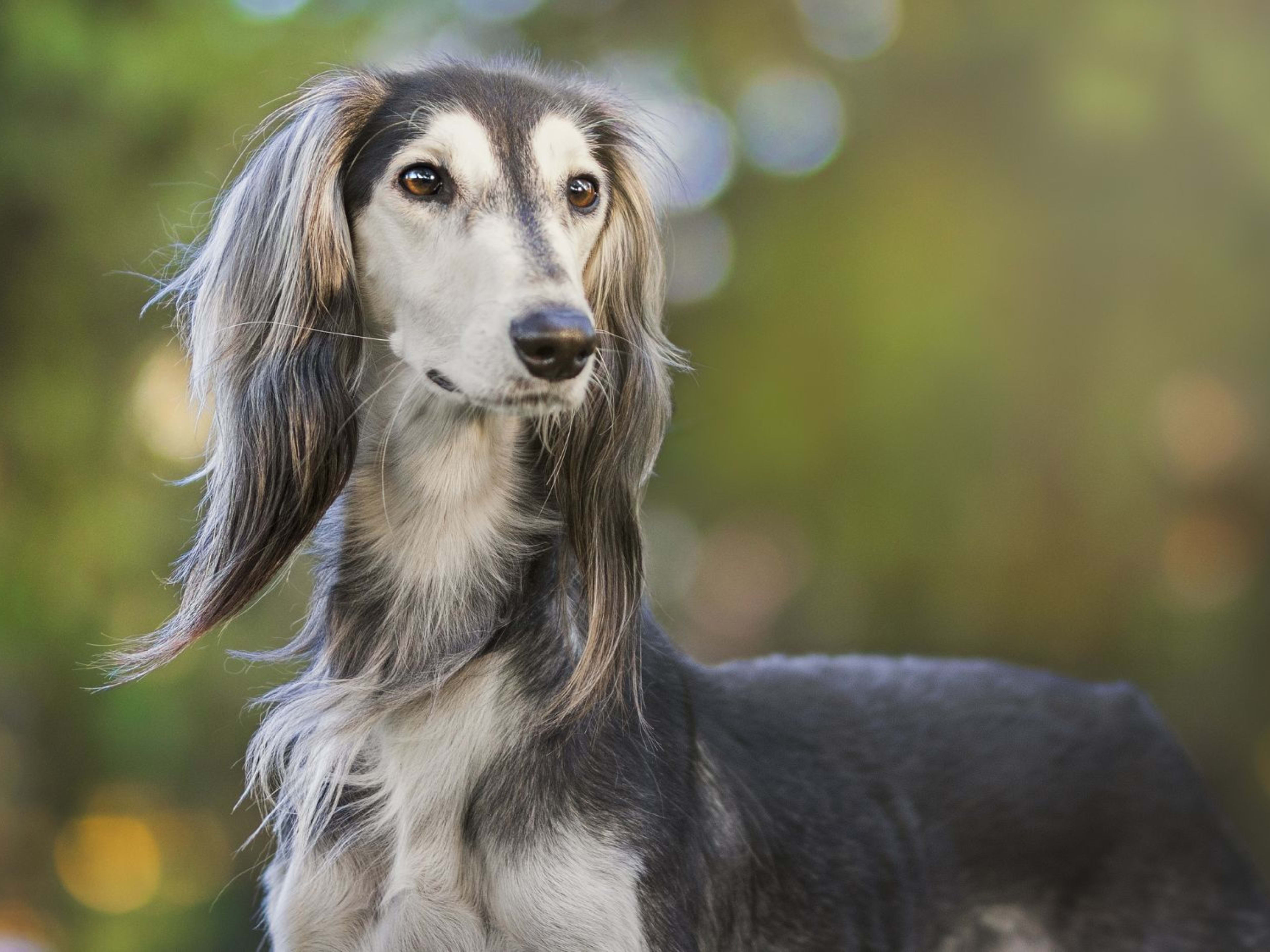 Buy saluki running speed 2025 Black Friday