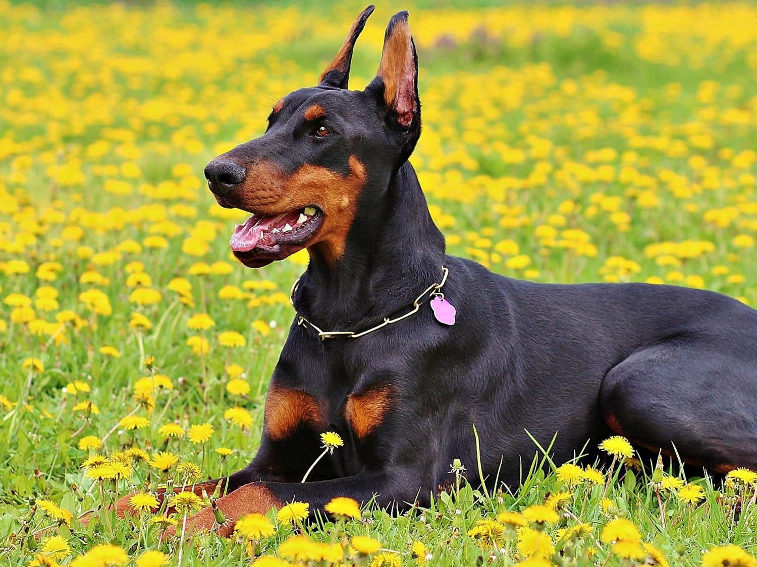 Doberman Pinscher The Noble And Powerful Protector Dog Breed
