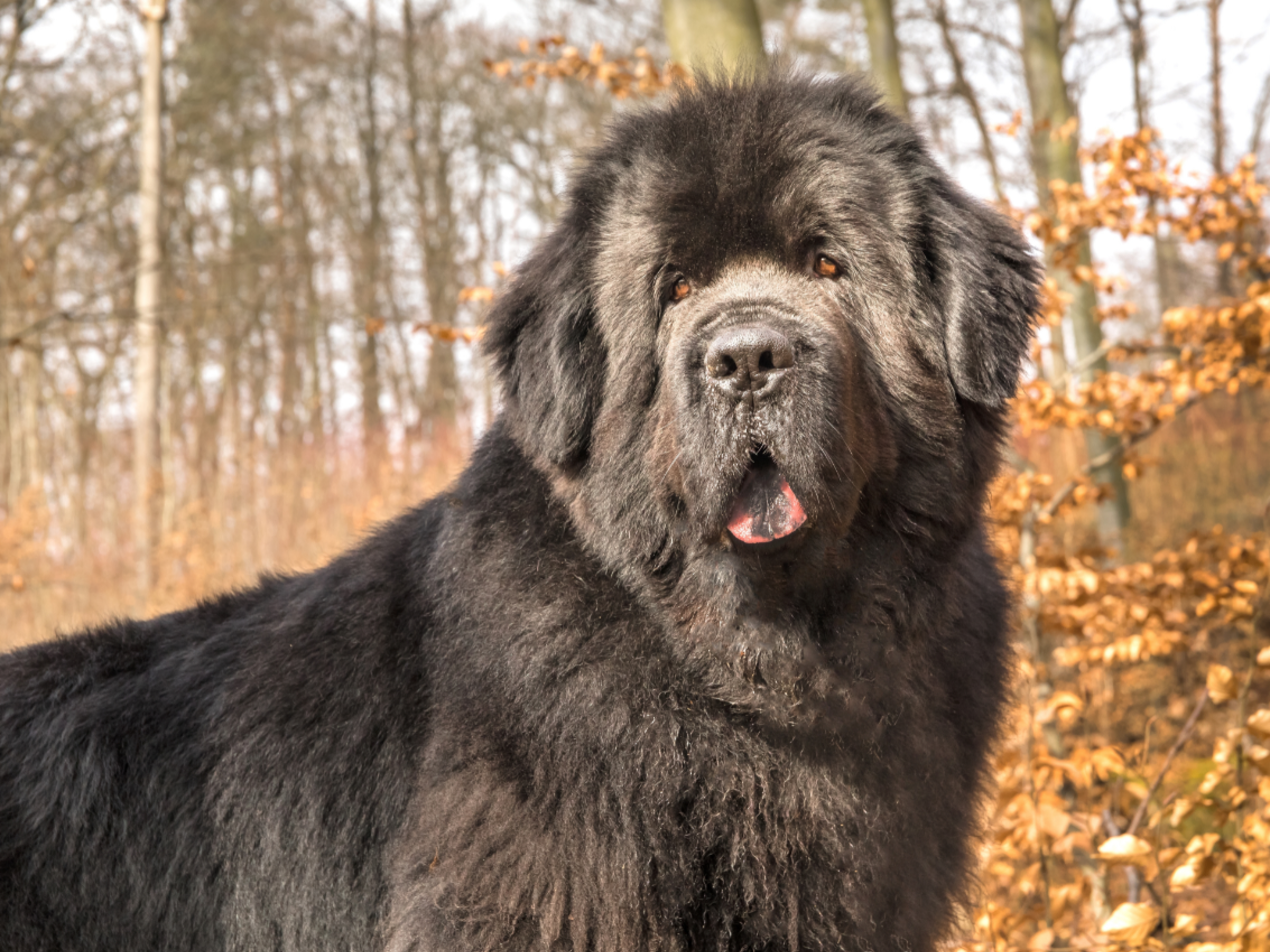 Newfoundland Dog Male Newfoundland Dog Breeds Shop