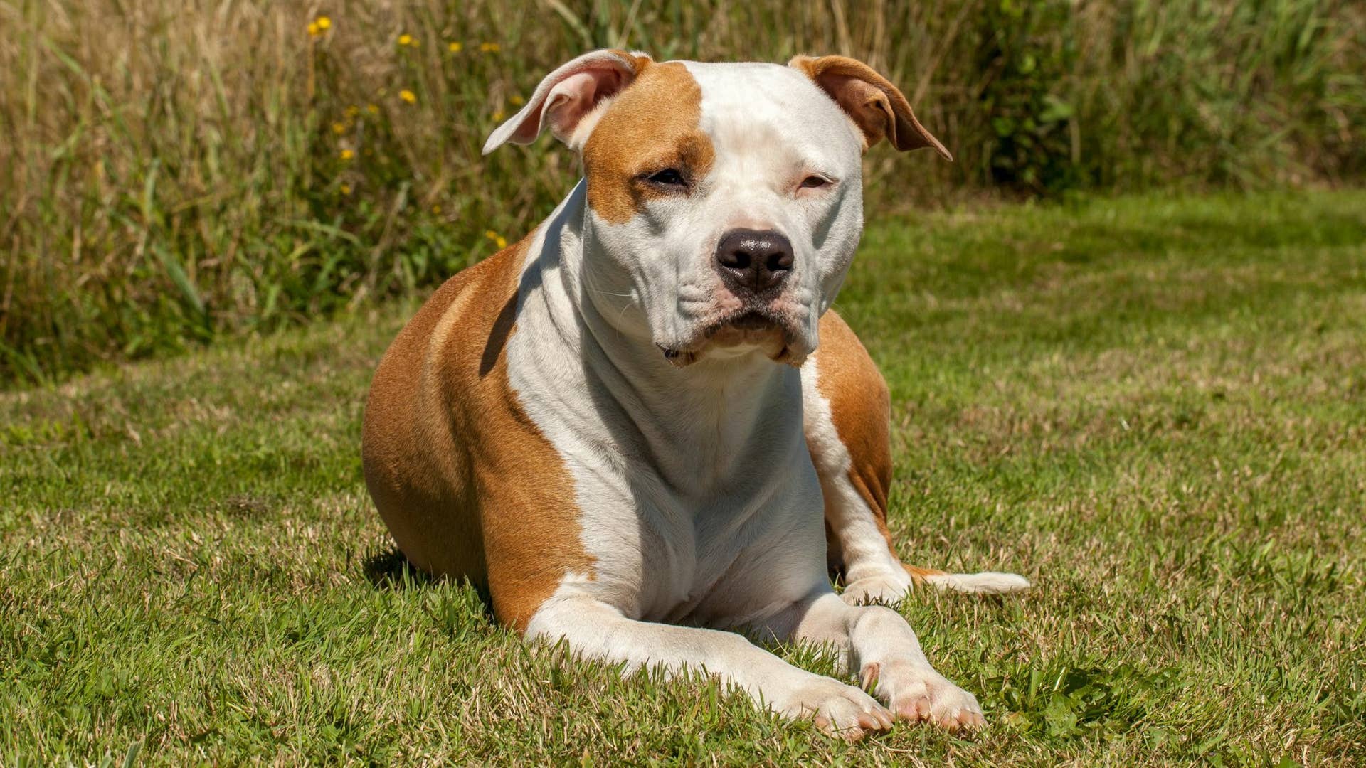 Bull Terrier Mix Staffordshire Bull Terrier Mix Staffordshire
