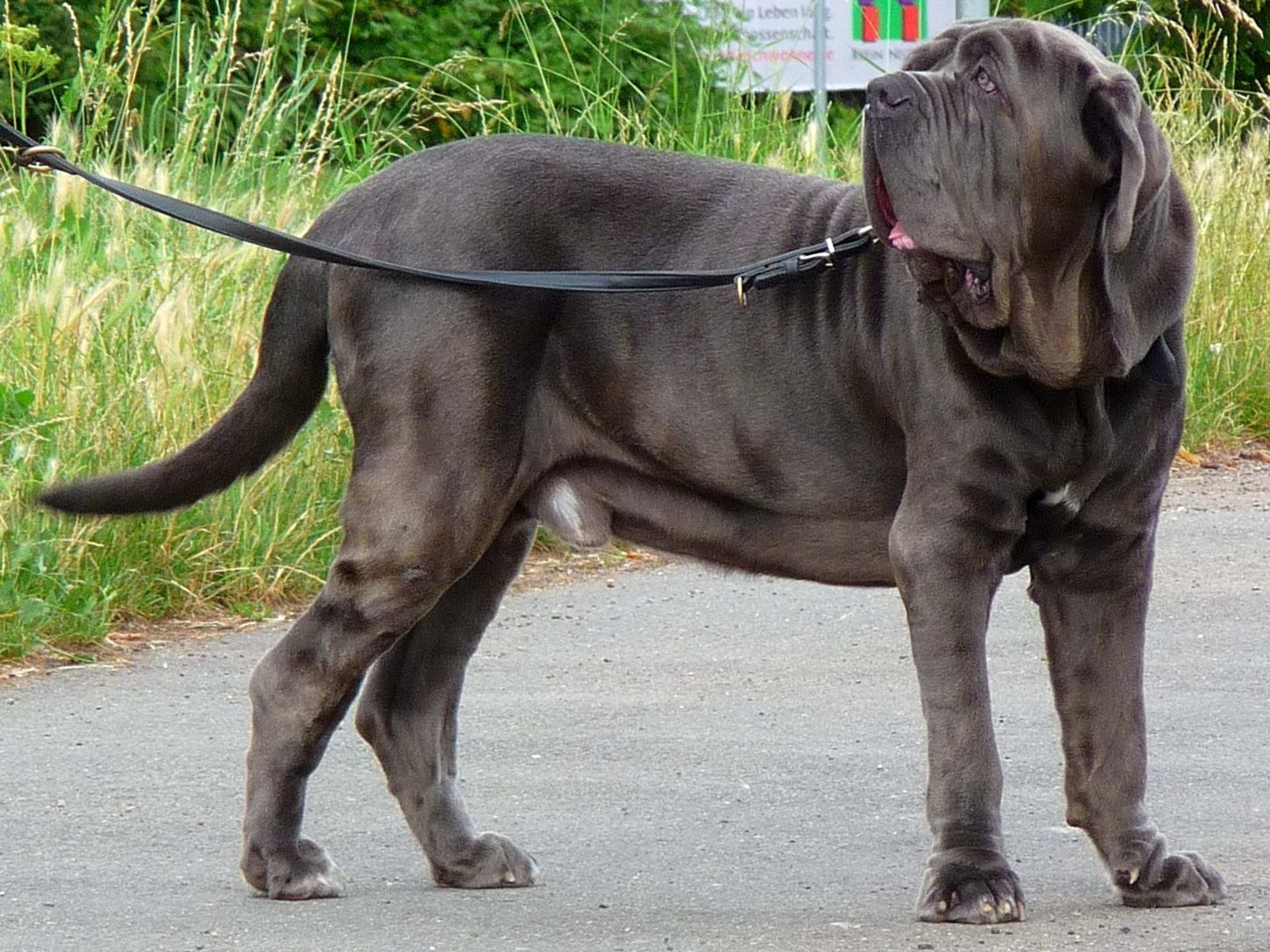 Neapolitan All Mastiff Breeds Bullmastiff Mastiff Neapolitan Dog