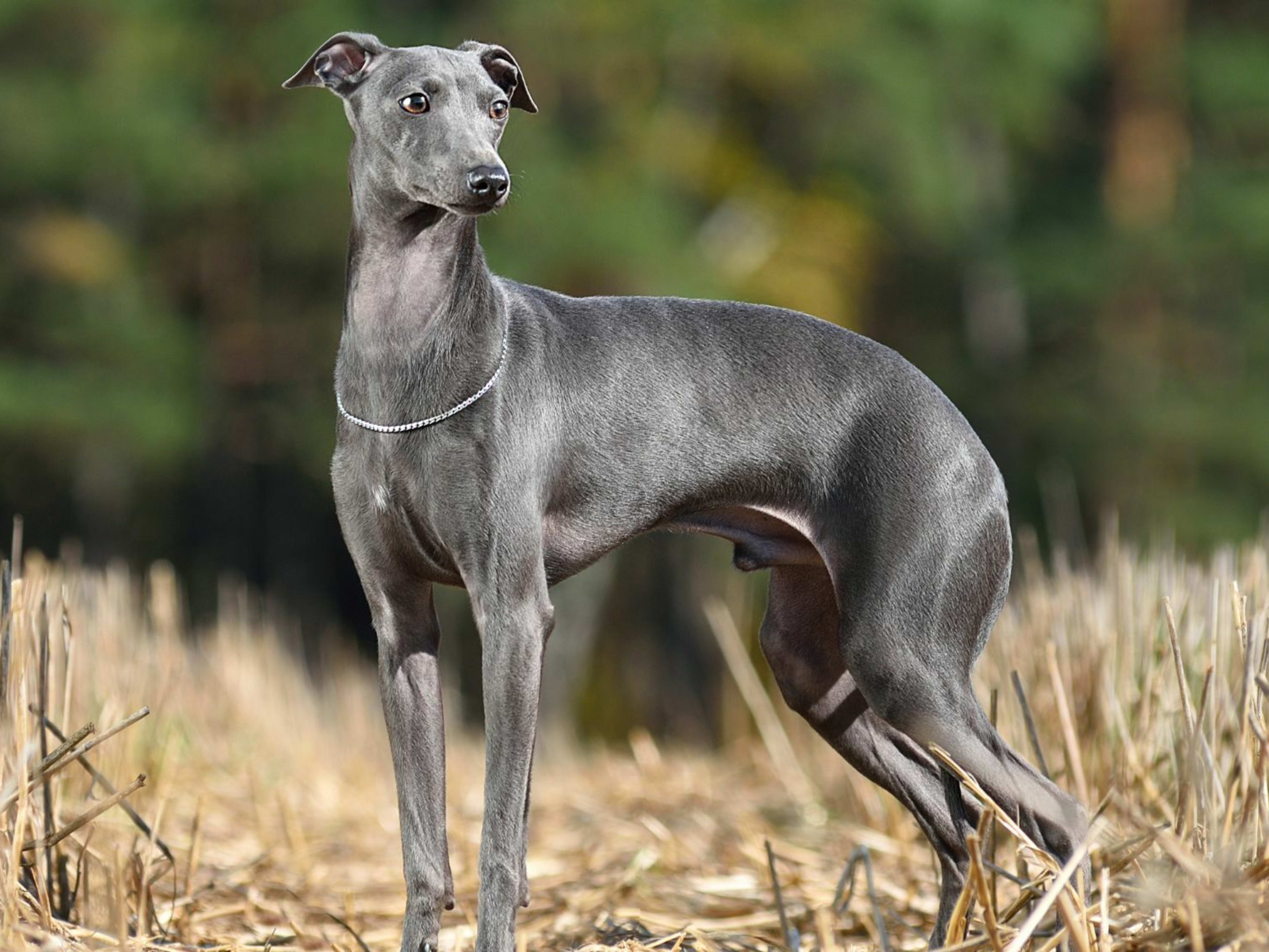 The Italian Greyhound: A Graceful and Elegant Companion Breed