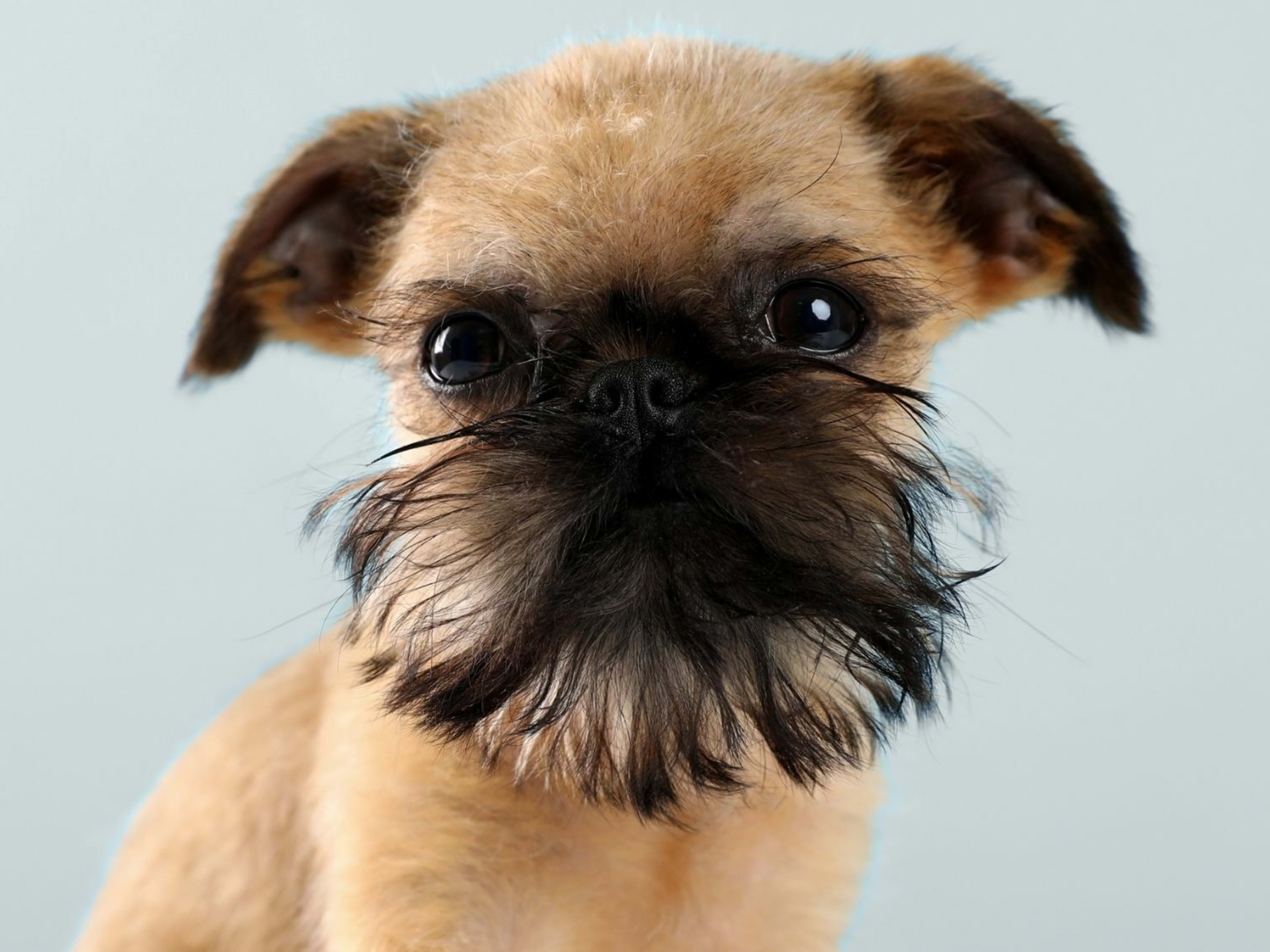 Smooth Coat Long Haired Brussels Griffon Brussels Griffon Dog - Main Image