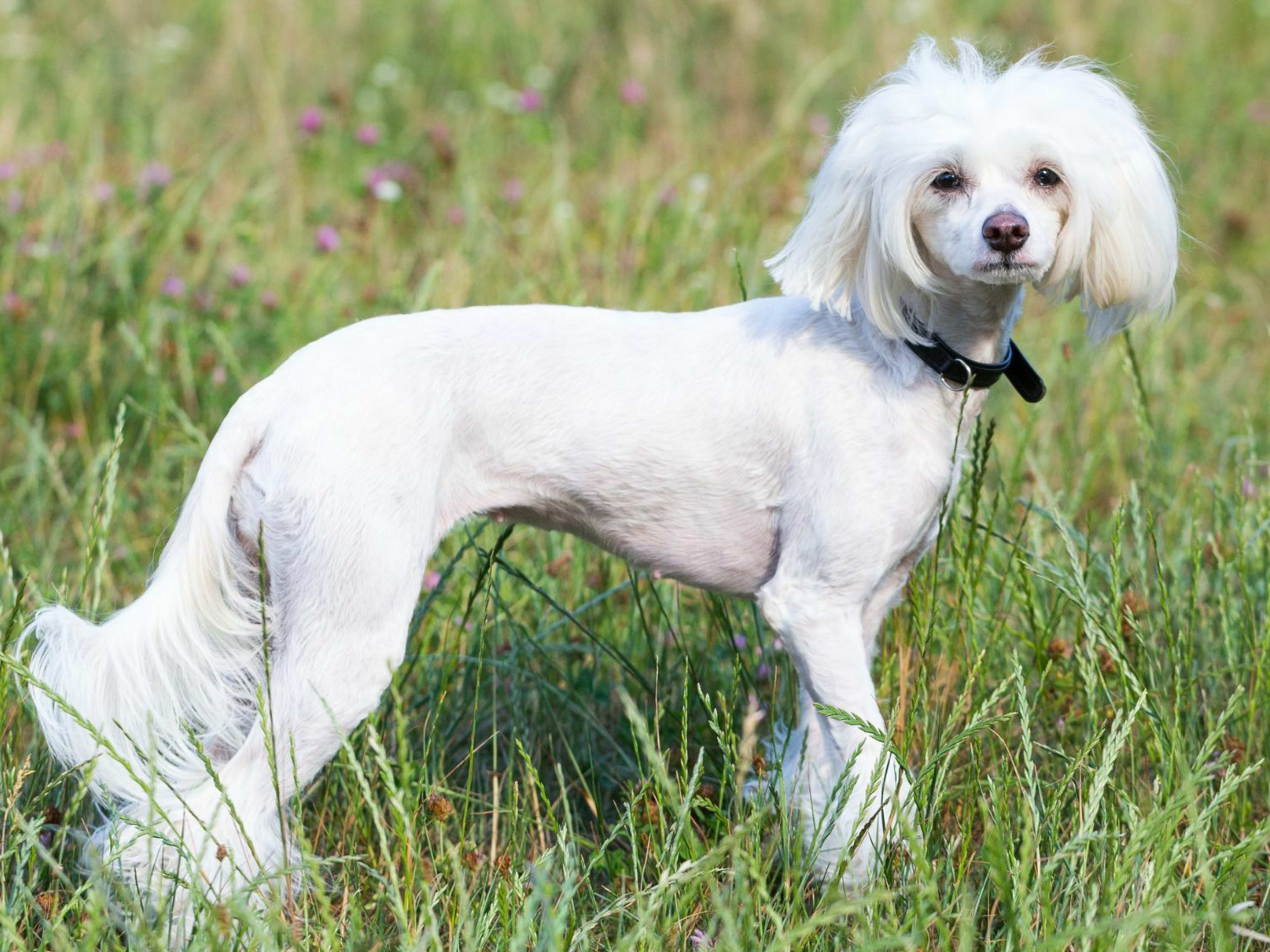 Breed Chinese Crested Dogs For Adoption Clearance Chinese Crested