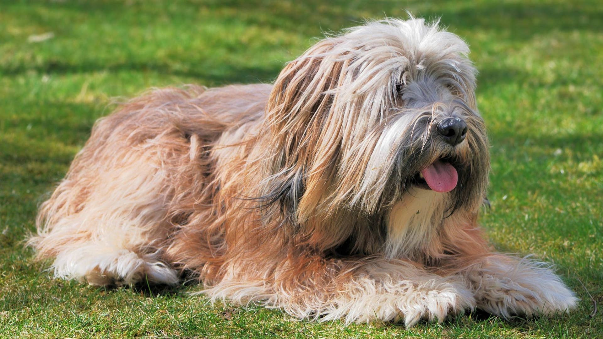 Tibetan Terrier Dog Breed Information The Tibetan Terrier Isn't