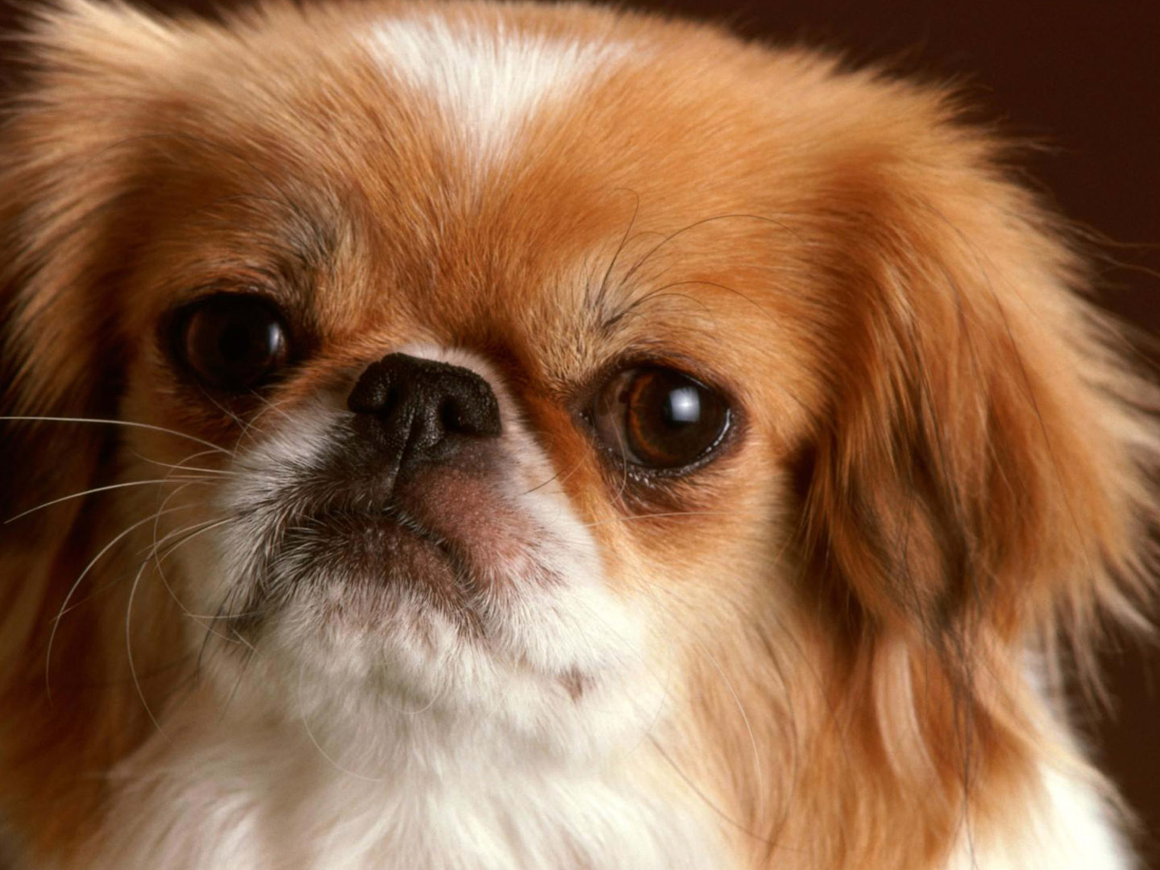 Japanese chin dog discount