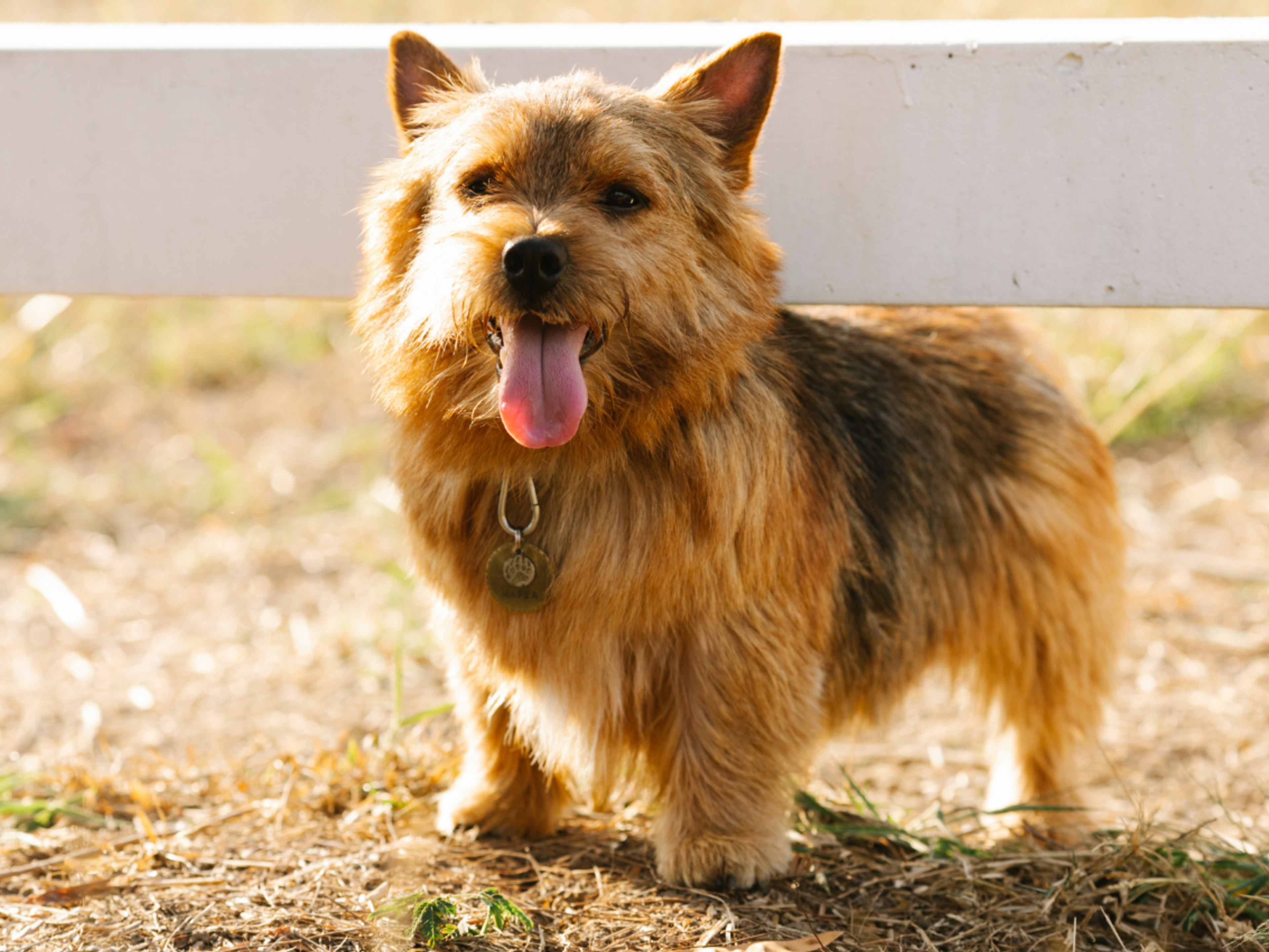 Jack Russell Terrier Cairn Terrier Norfolk Terrier Cross Puppies