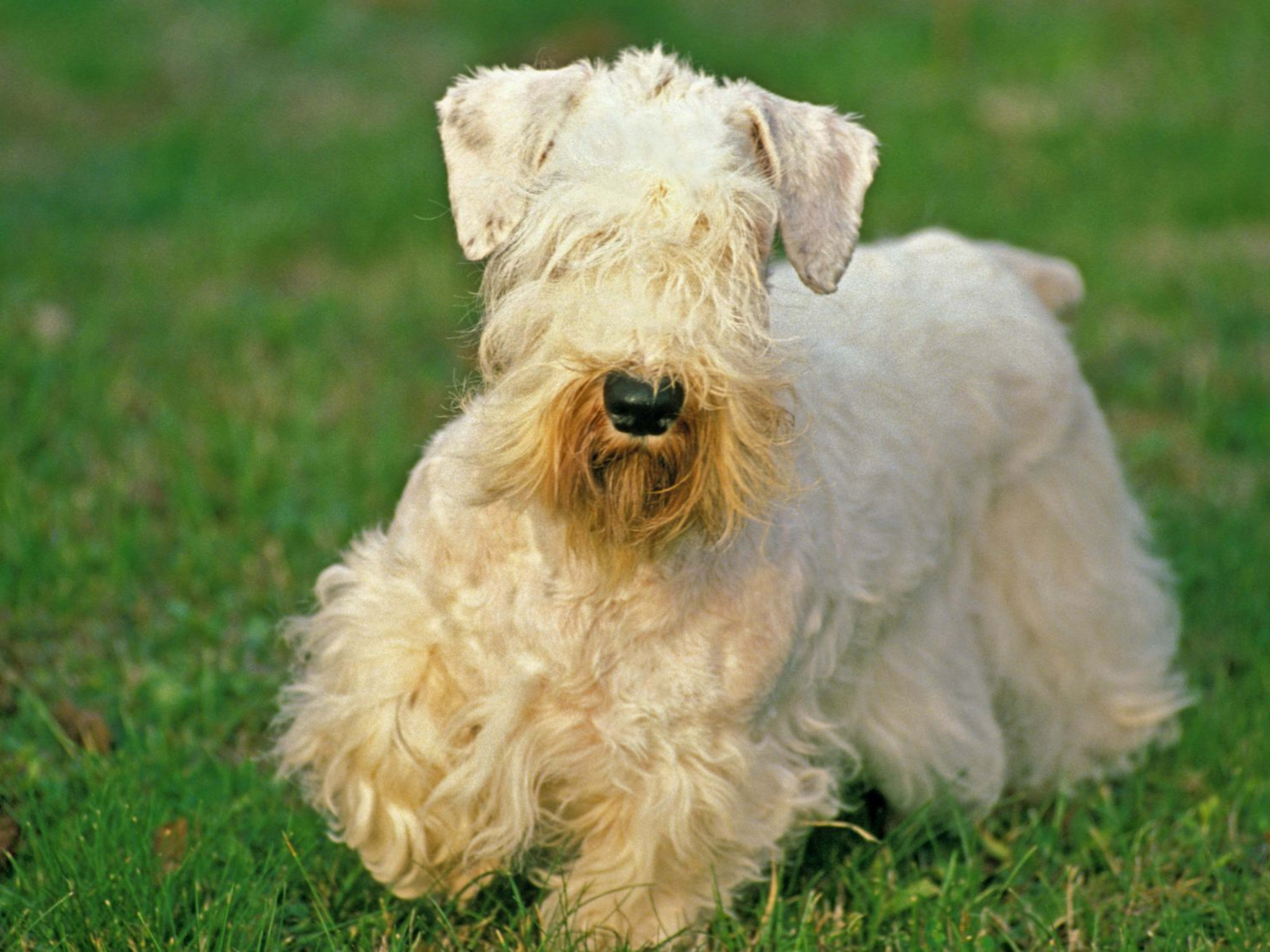 Clearance rare terrier breeds Top Sale