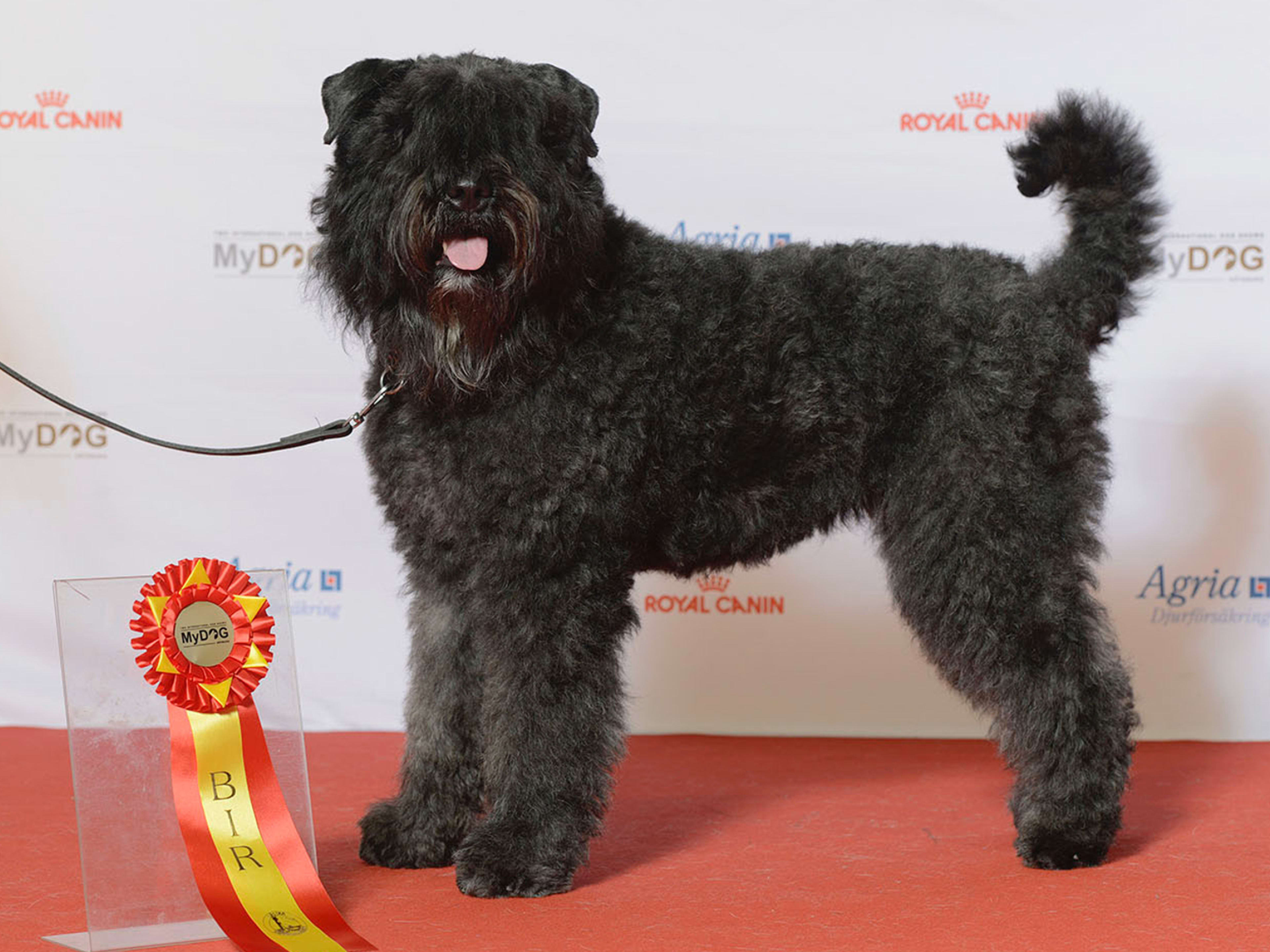 Bouvier Puppies Dog De Flanders Bouvier Des Flandres High-Res