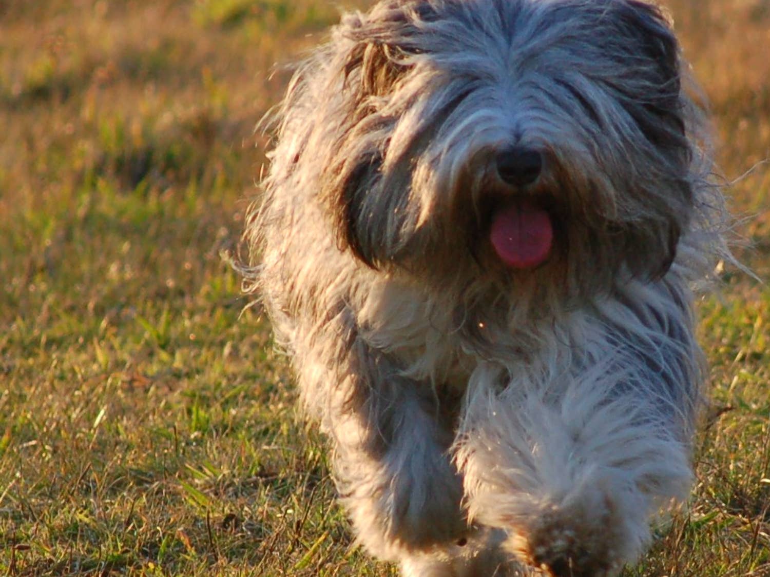 Polish Lowland Sheepdog: The Ultimate Guide to This Lively and ...