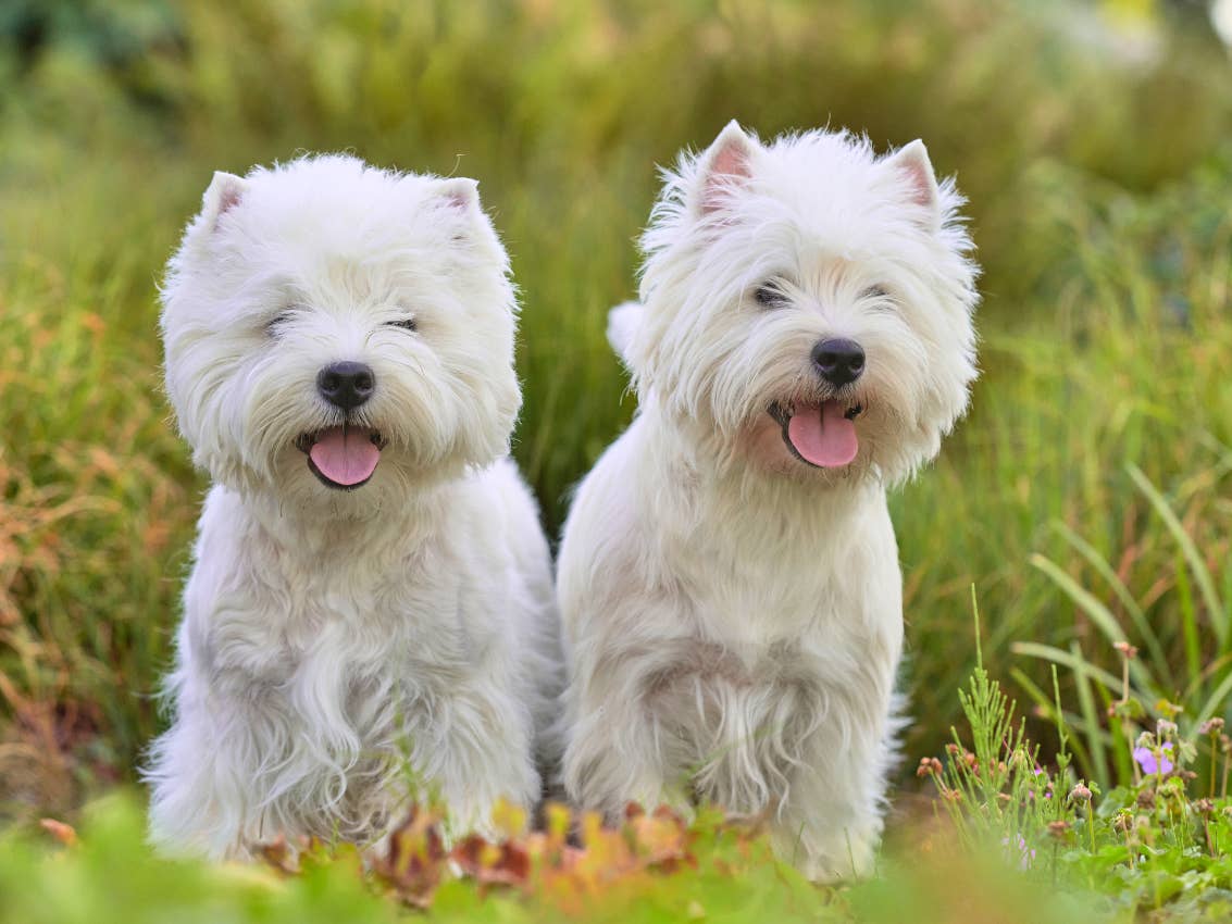 The West Highland White Terrier A Comprehensive Breed Guide