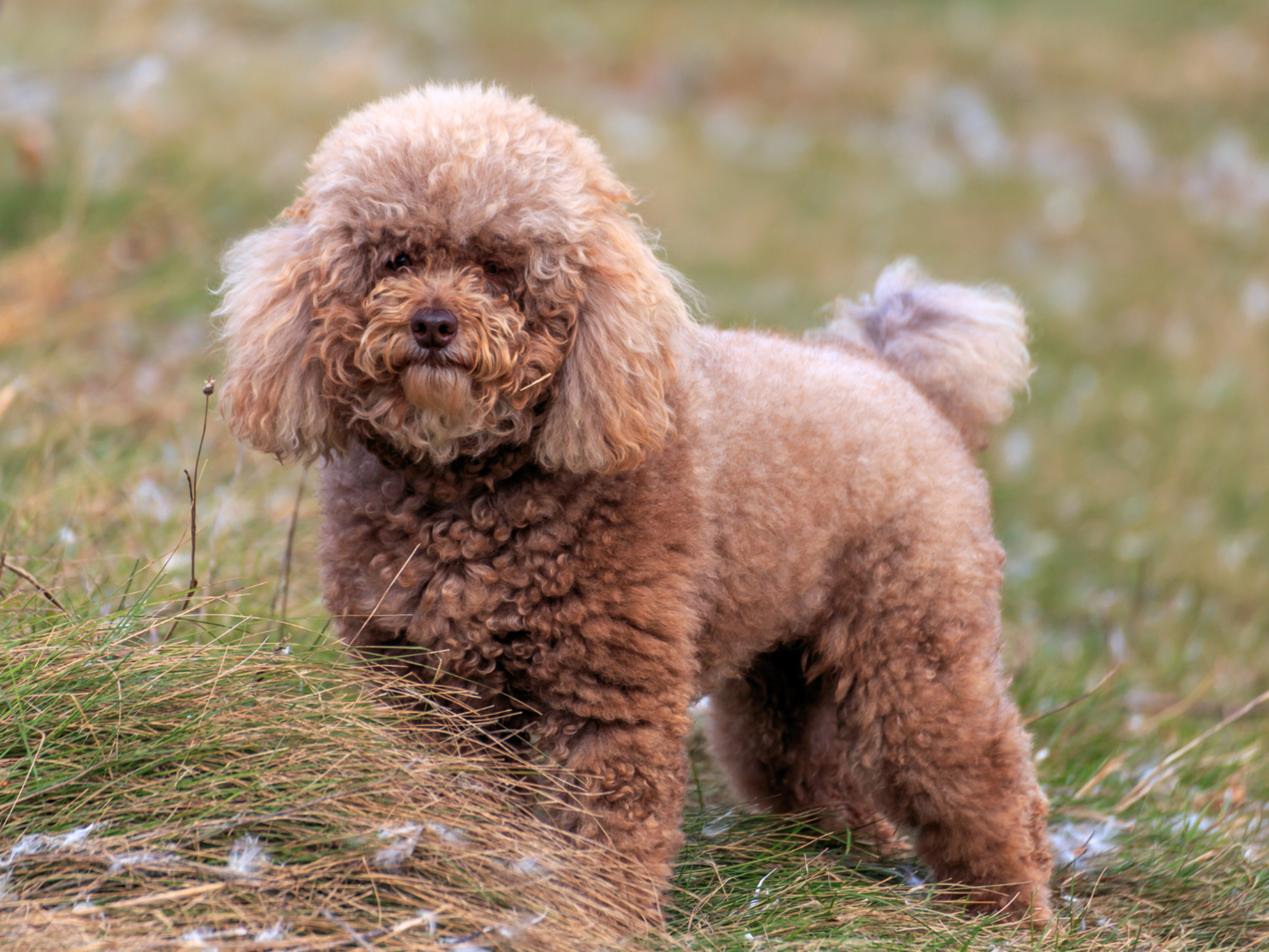 miniature poodles for rescue
