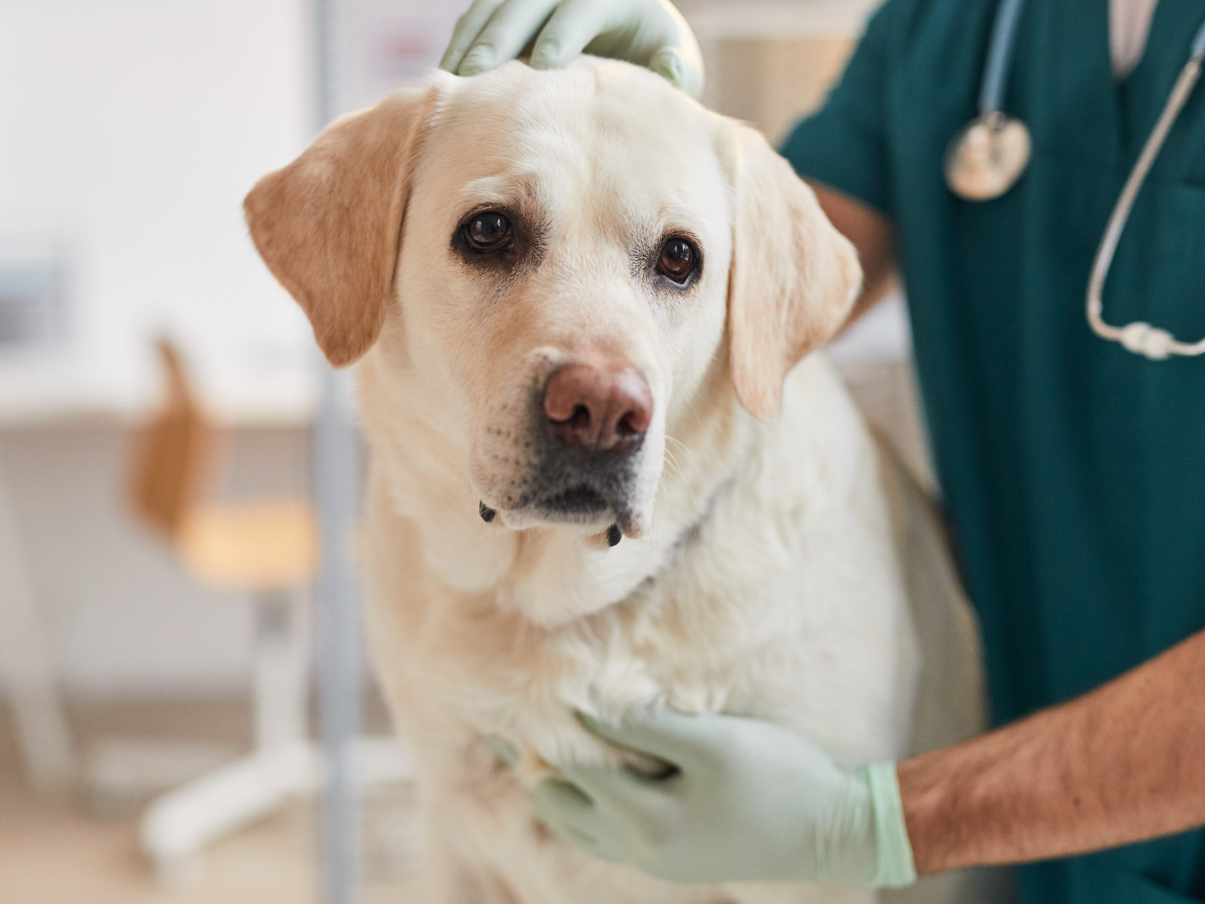 How to Treat Canine Bloat in Puppies, According to a Vet