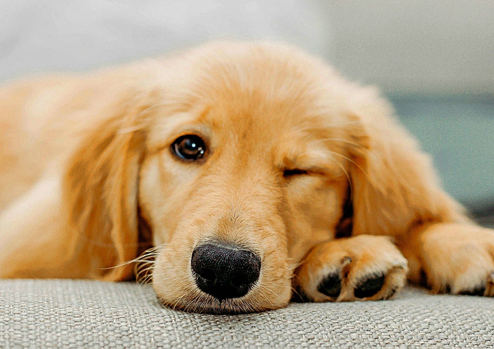 Golden Retriever Weight: First Year Growth Chart