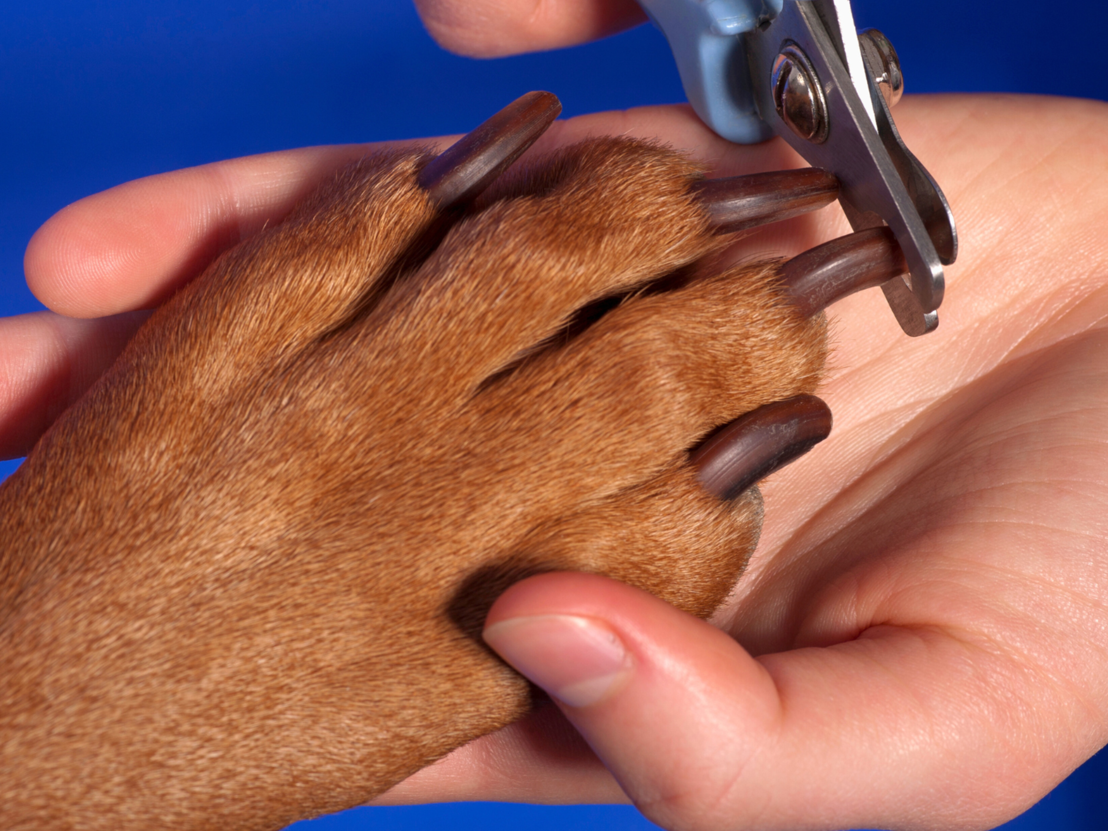 How to cut dog nails top