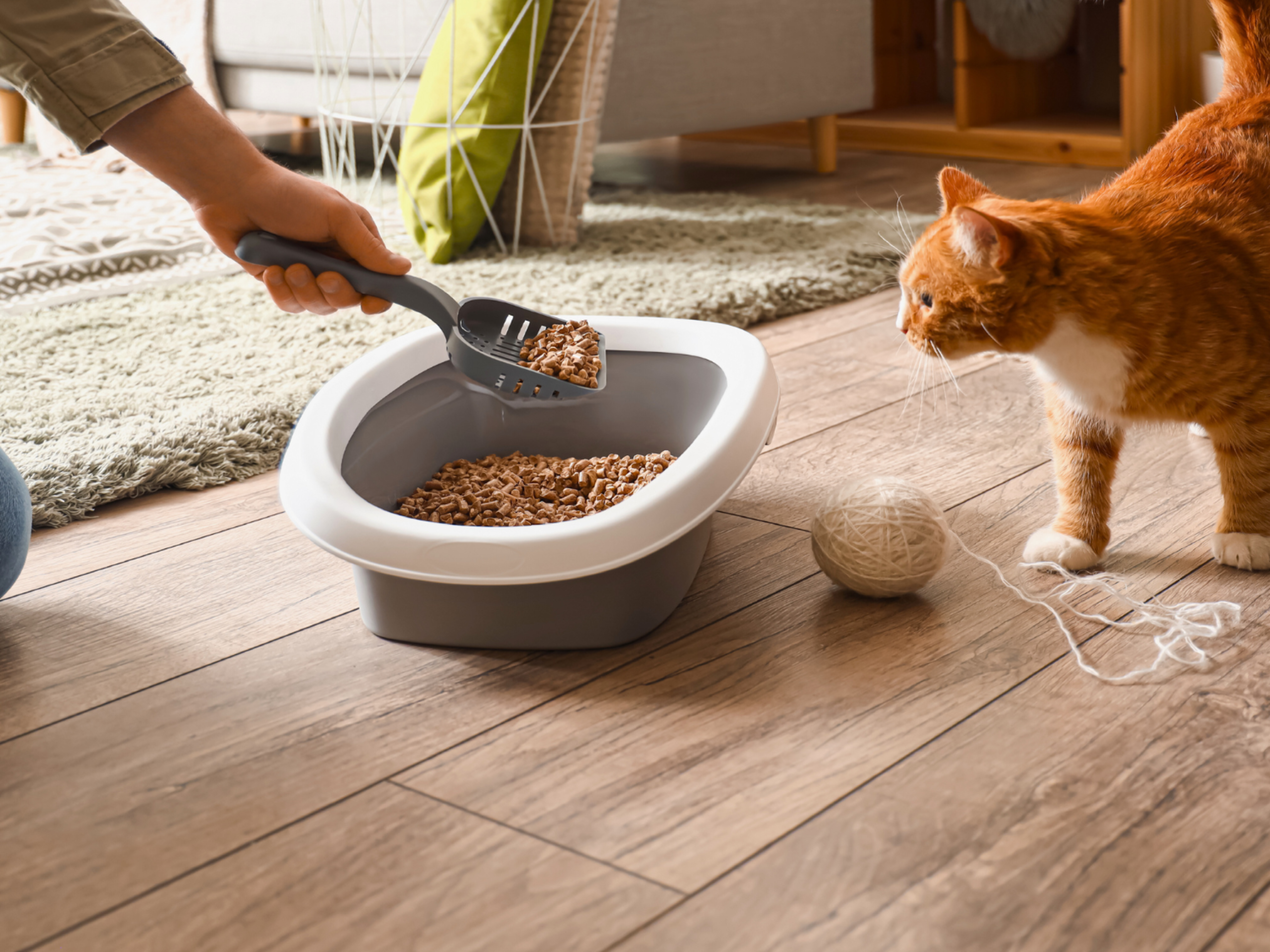 how to train cats to poop outside