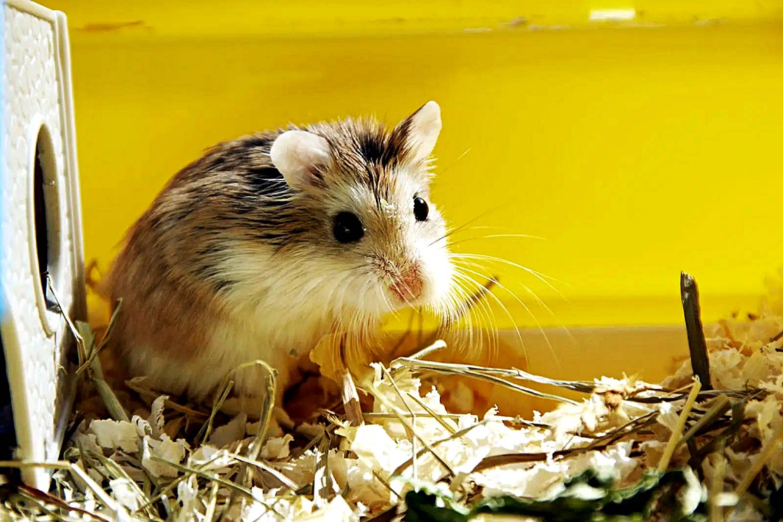 Roborovski Dwarf Hamsters Roborovski Dwarf Hamsters