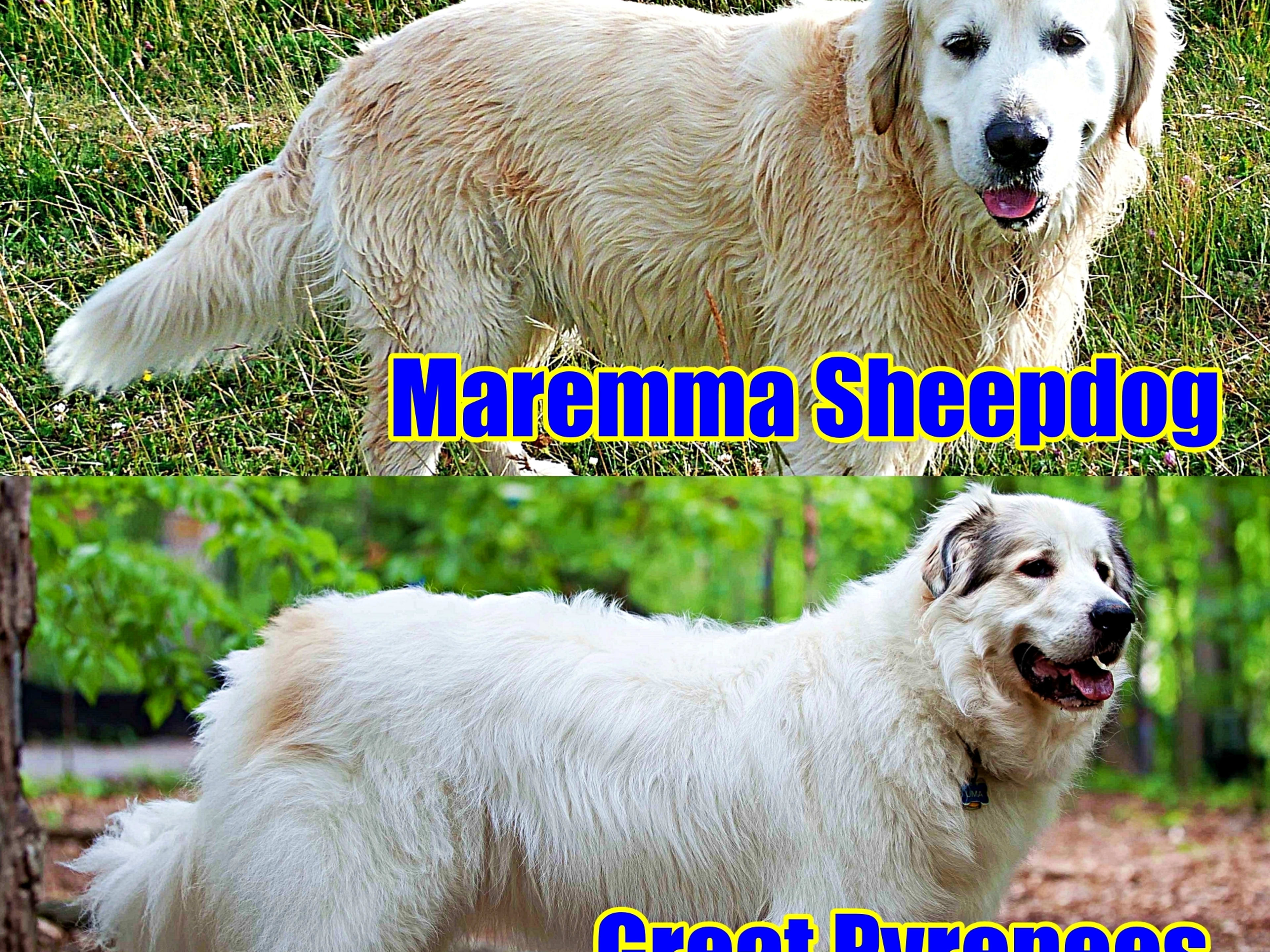 Maremma Sheepdog vs. Great Pyrenees 10 Differences