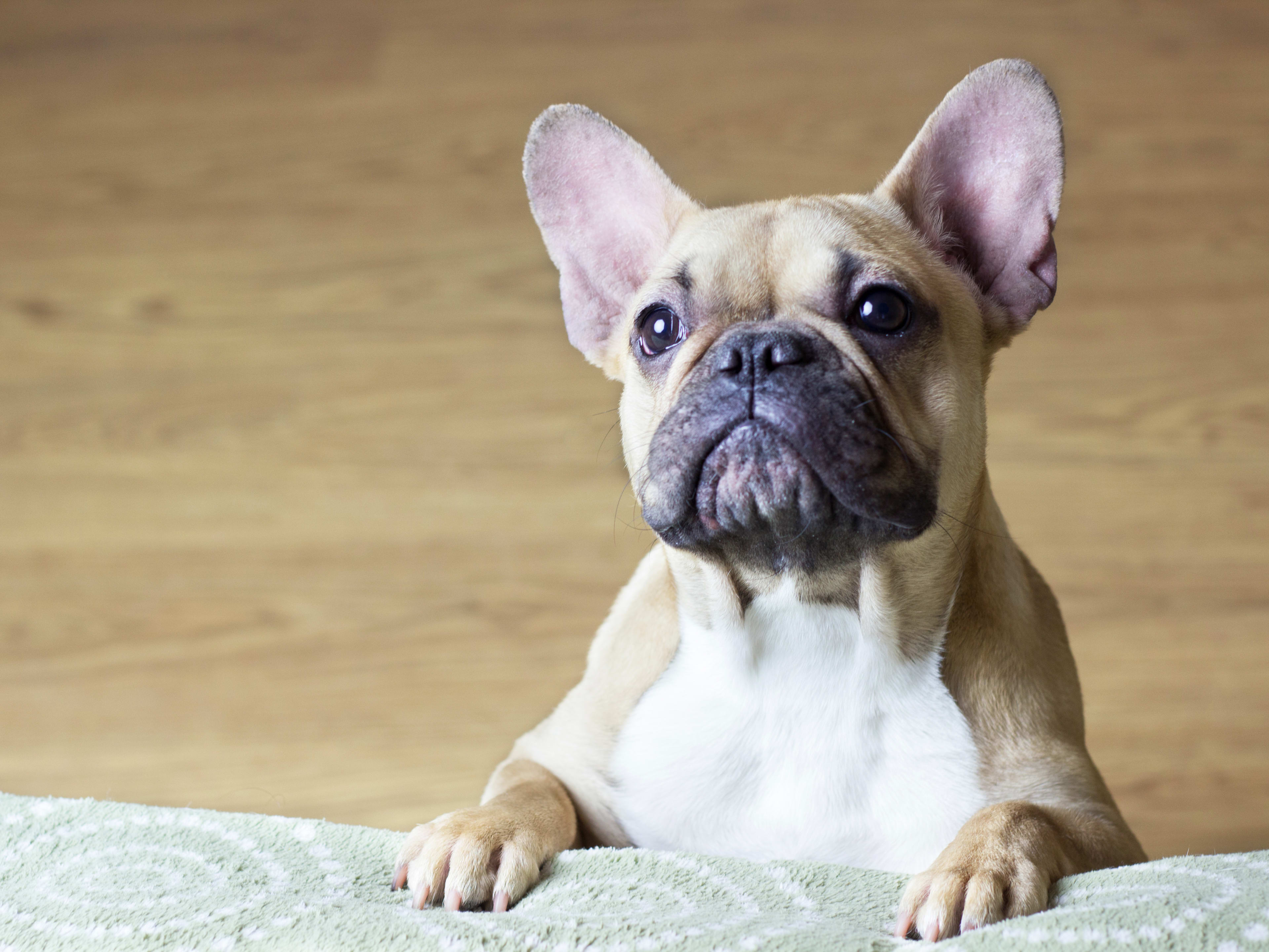 Oliver Gal O68-2 Peek a Boo Frenchie フレブ Amazon.com: Oliver Gal 'Peek a Boo Frenchie' The Dogs and