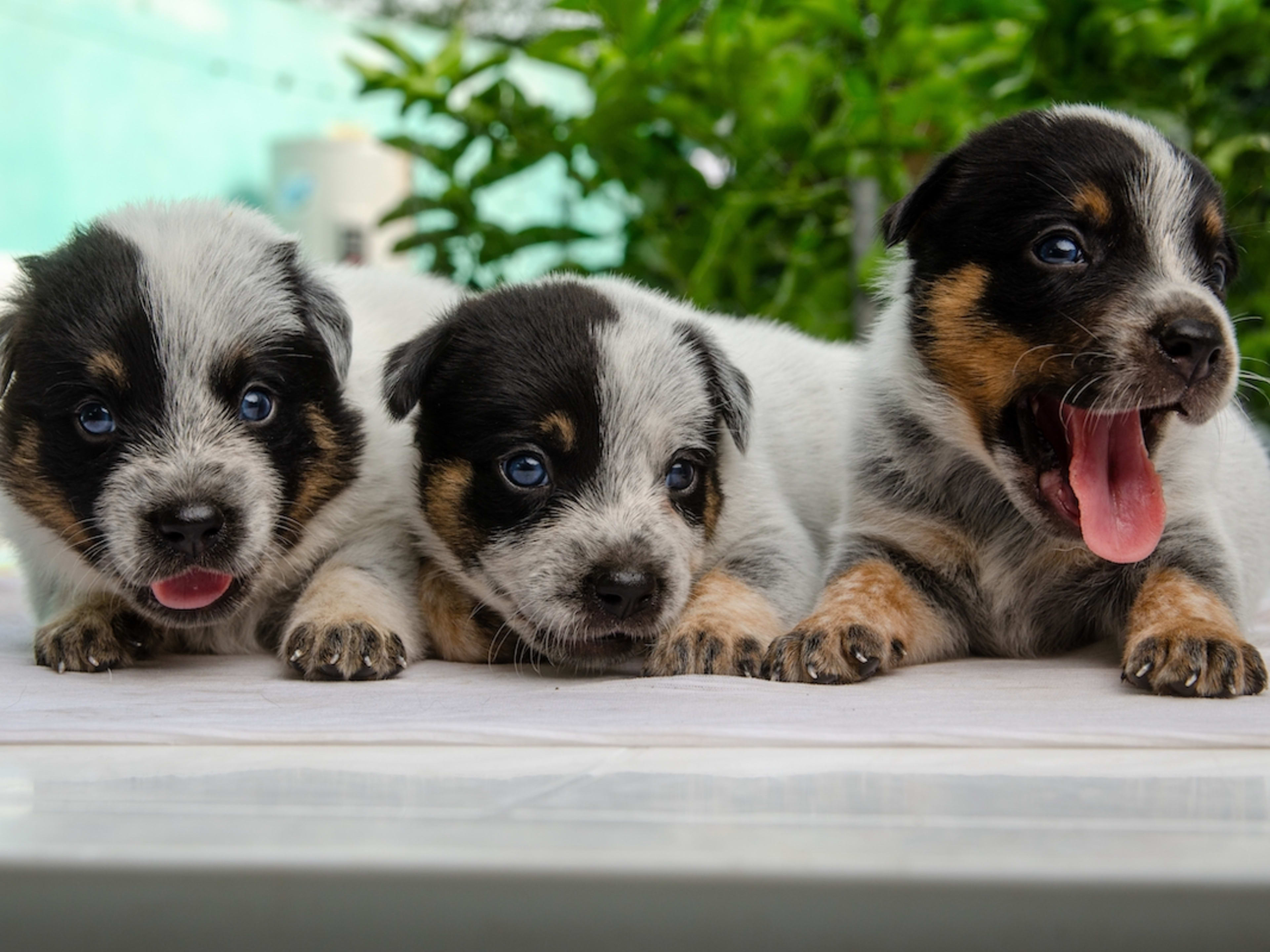 Mini Heelers Dog Breed Blue Heeler Adoption One 6weeks Old Blue