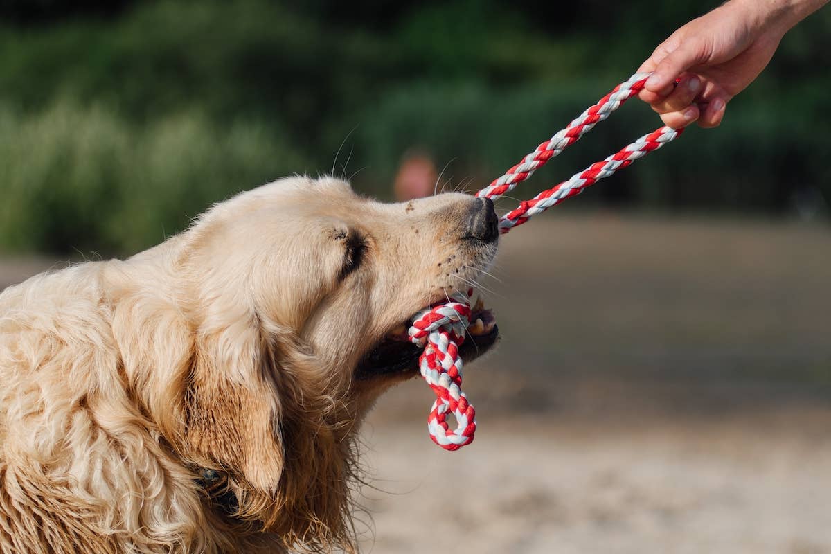 Golden Retriever Grabs on to Monk's Robe Like a Chew Toy During ...