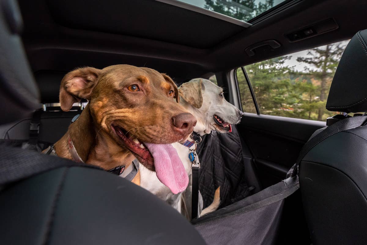Two Rescue Dogs Cattle Dog Goes Wild at Sight of Cows on Road Trip and It's Pure Comedy