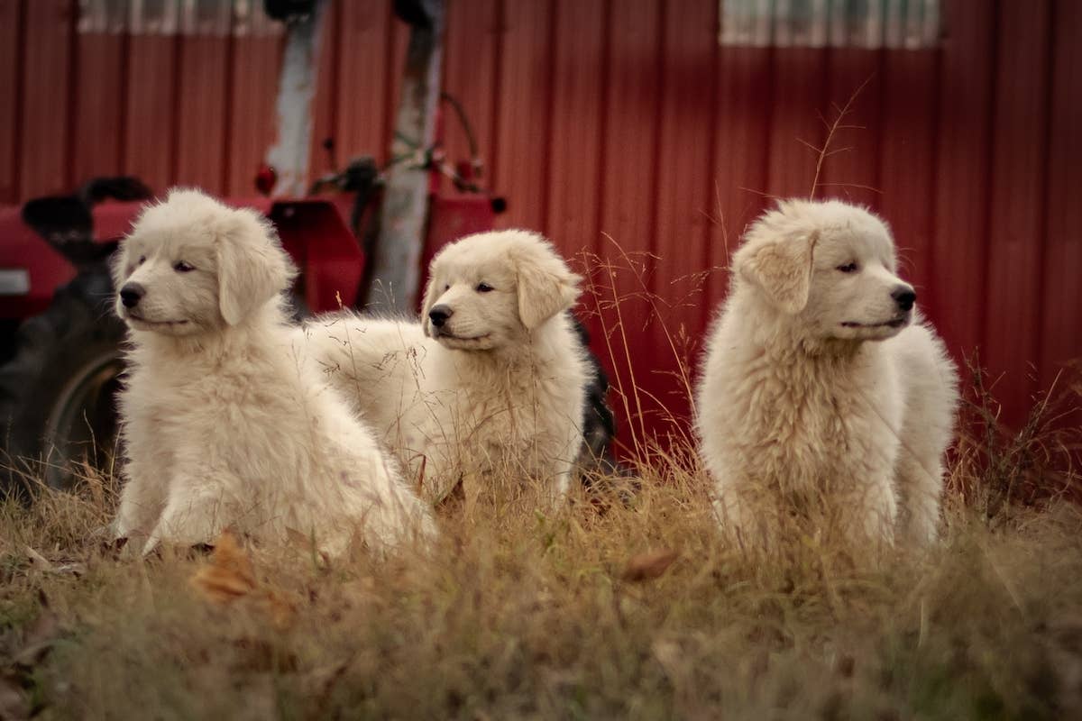 Great Pyrenees