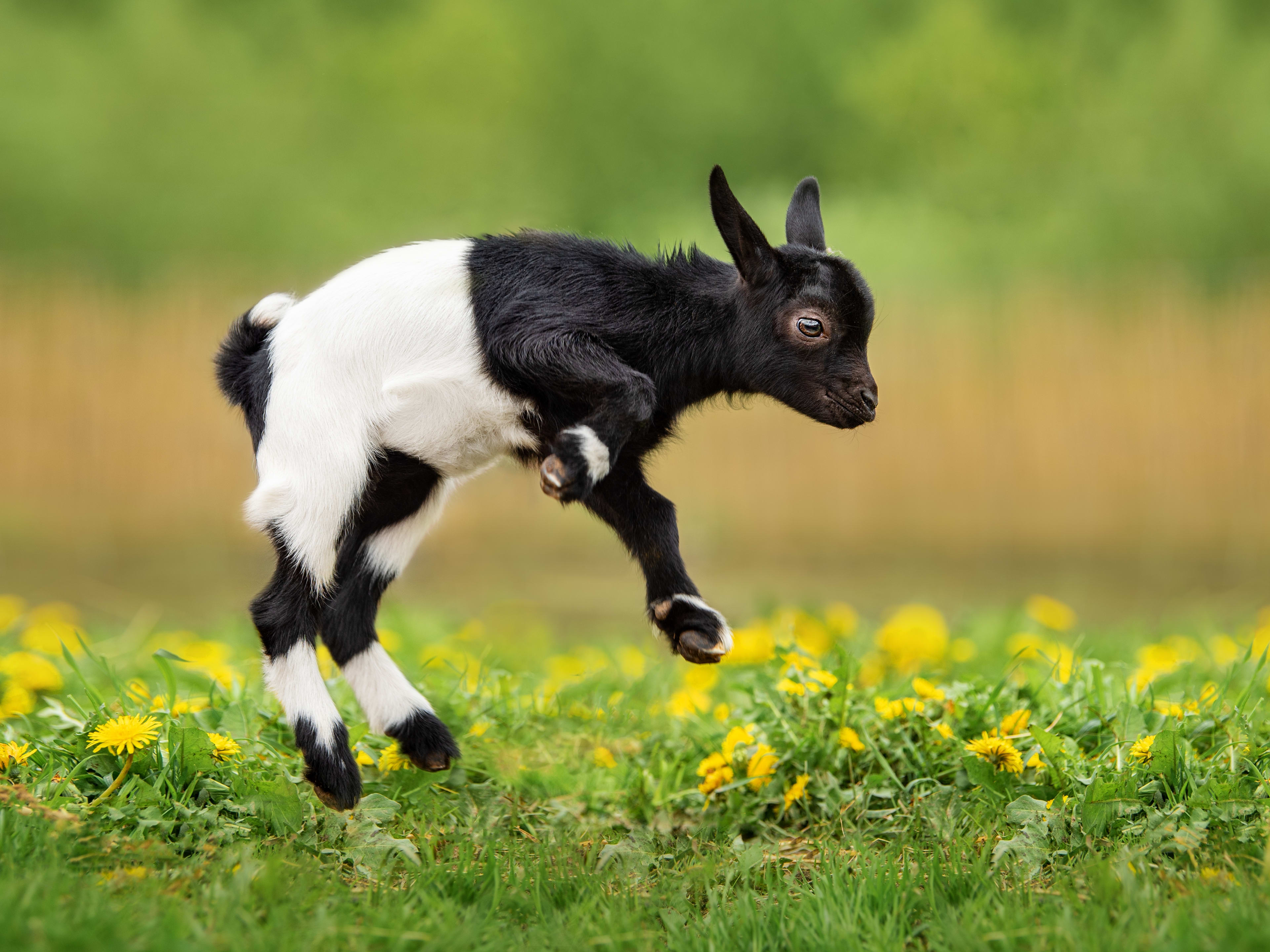Tiny Goat Named 'Mouse' Who's Half the Size of Her Siblings Has the