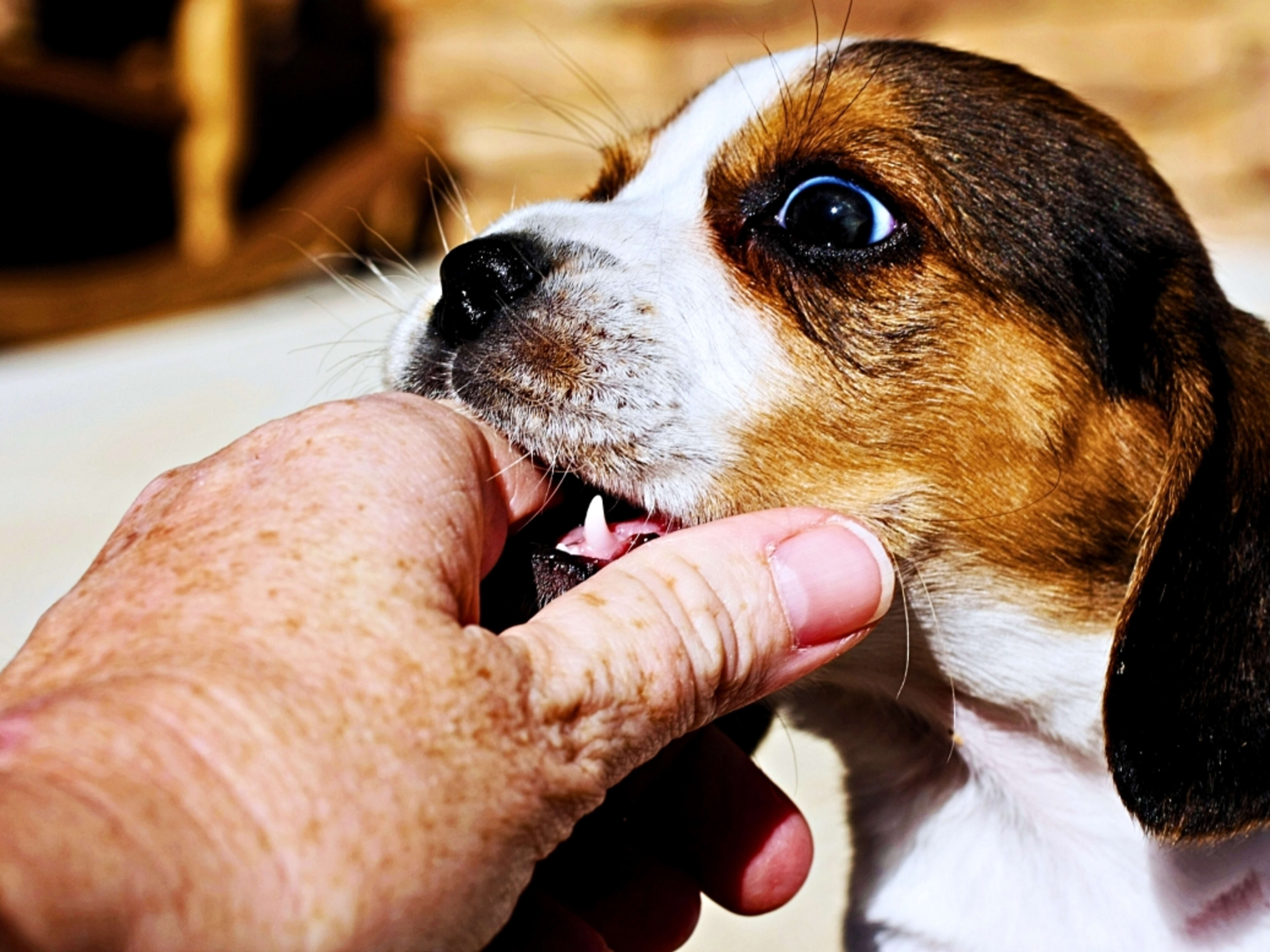 Stop Jumping My Puppy Jumps Up And Bites Me Agility Ascending - Main Image