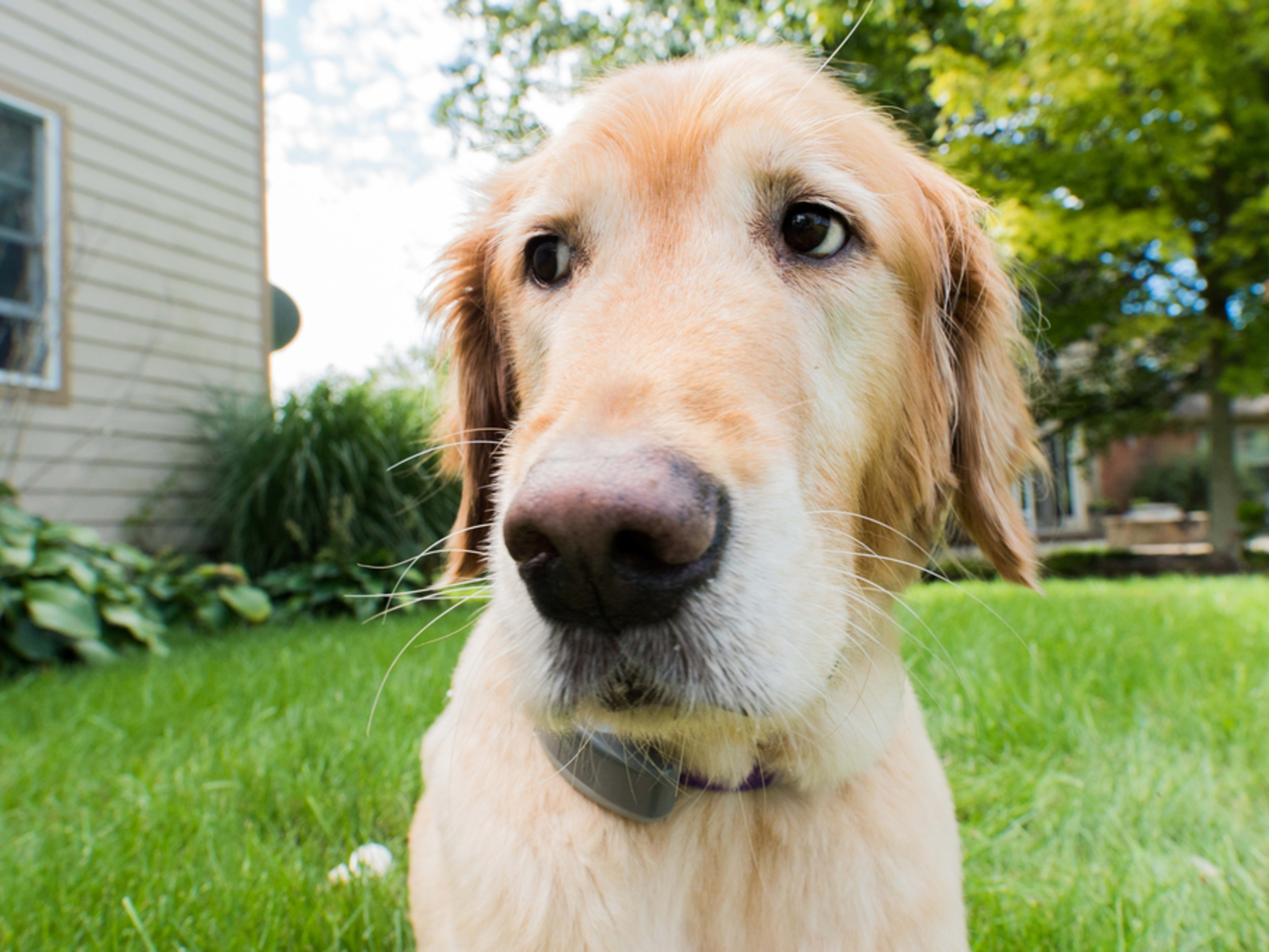 Golden Retriever in backyard looking concerned.