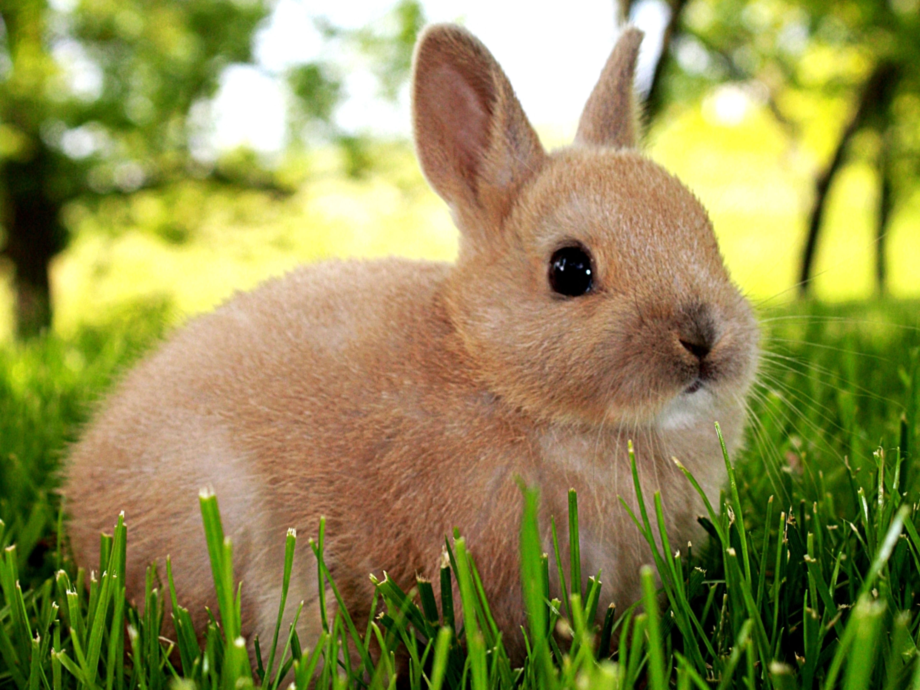 indoor dwarf rabbit
