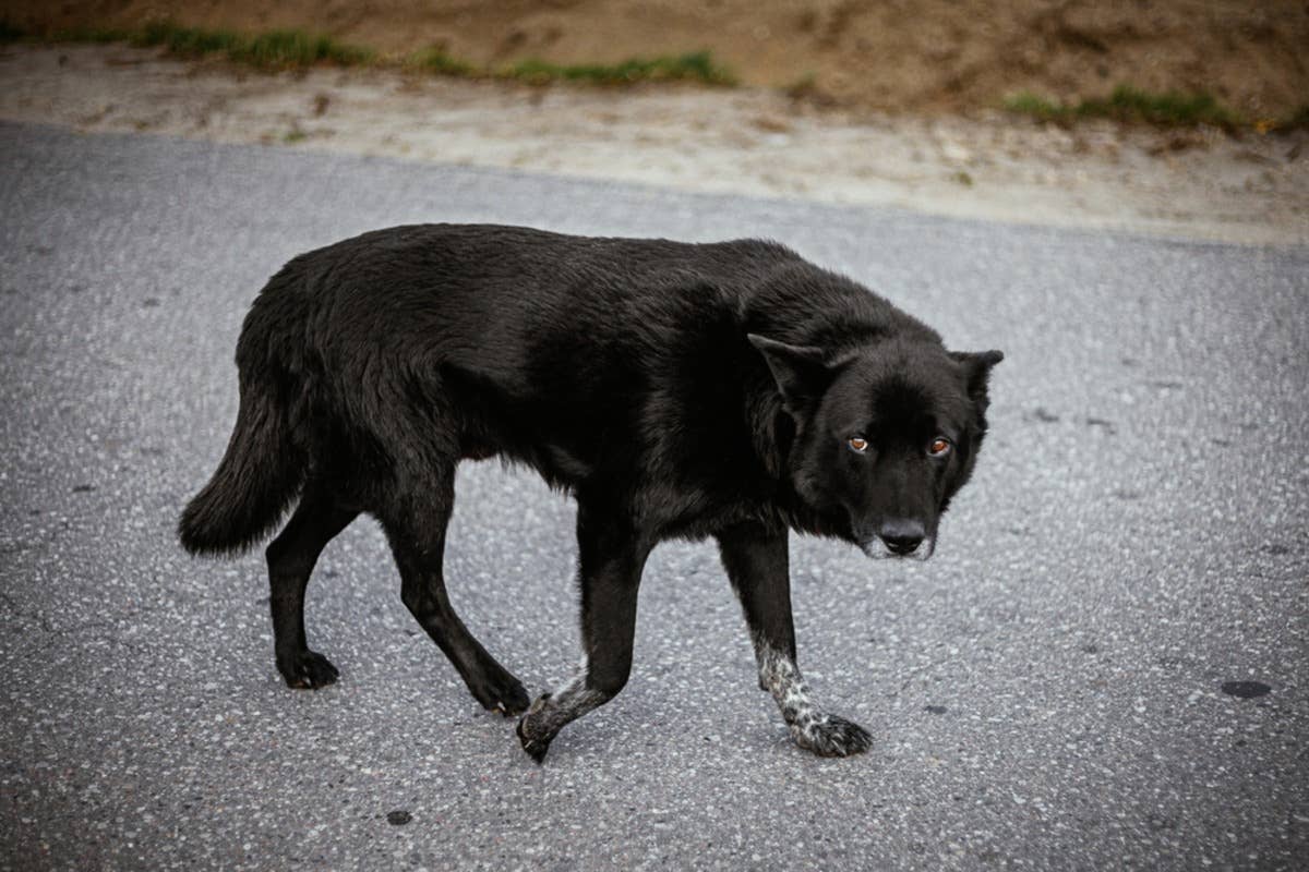 Dog's Rescue Story After Being Dumped on Busy Highway Has Us in Our